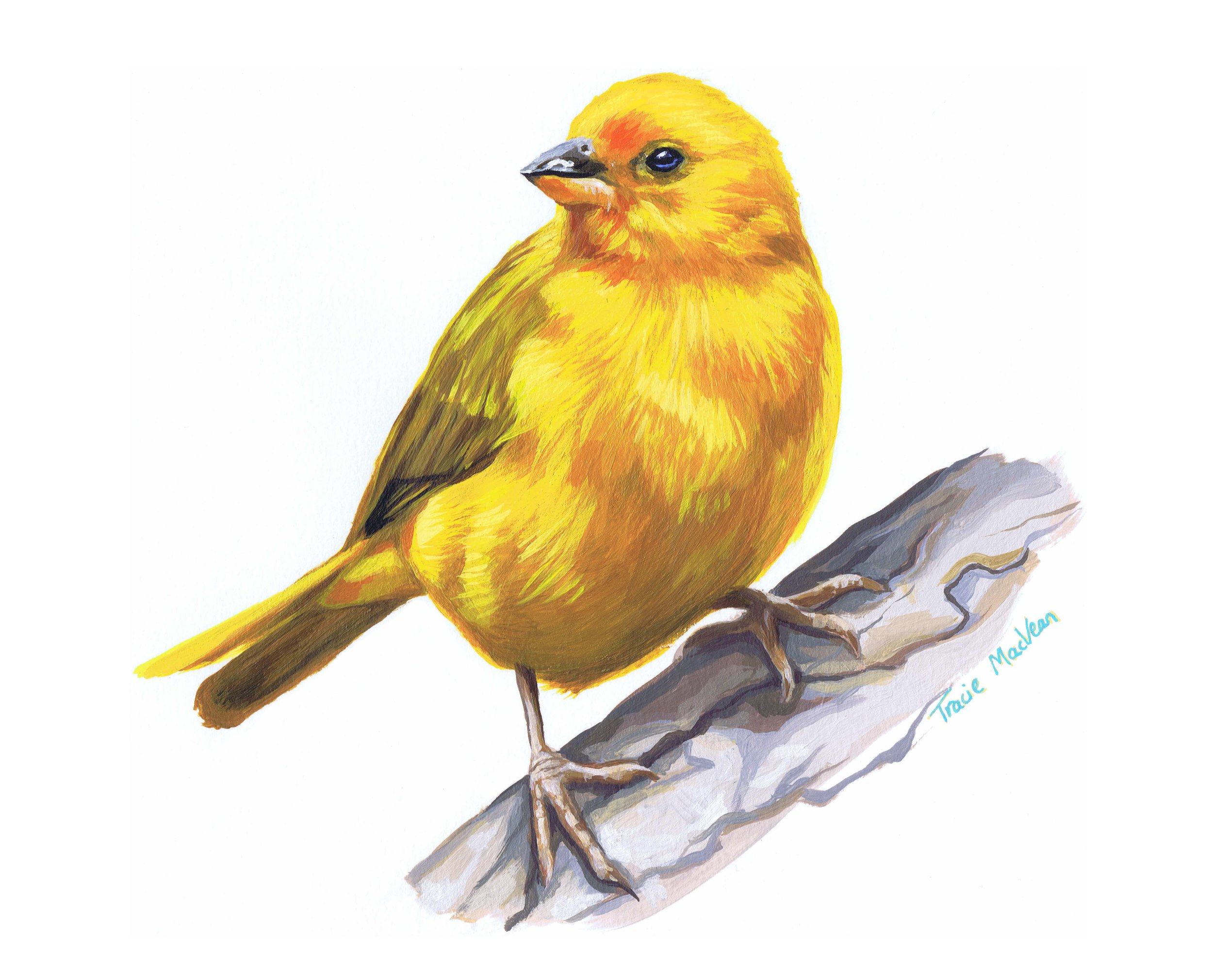 "Canary" Acrylic on paper, 30cm x 21cm