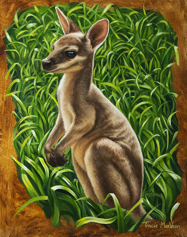 "Pretty Faced Wallaby" Oil on canvas, 50cm x 40cm