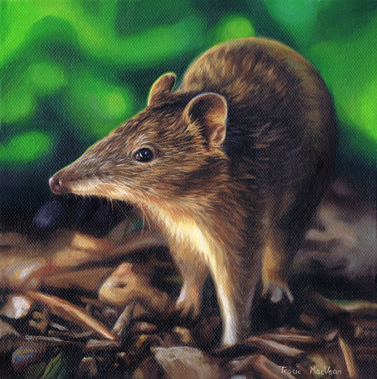 "Southern Brown Bandicoot" Oil on canvas, 25cm x 30cm