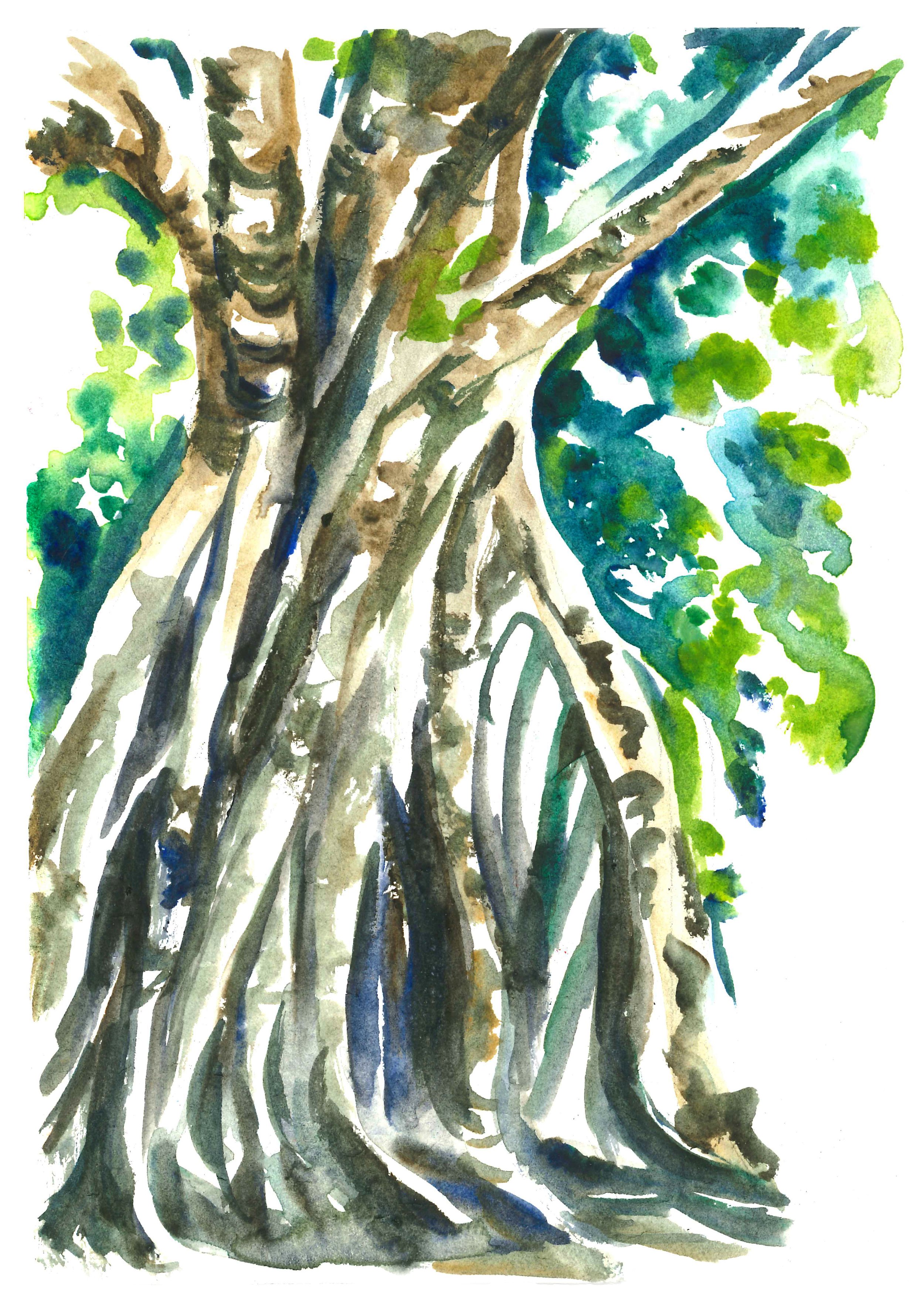 "Fig Tree" Watercolour on paper, 15cm x 21cm