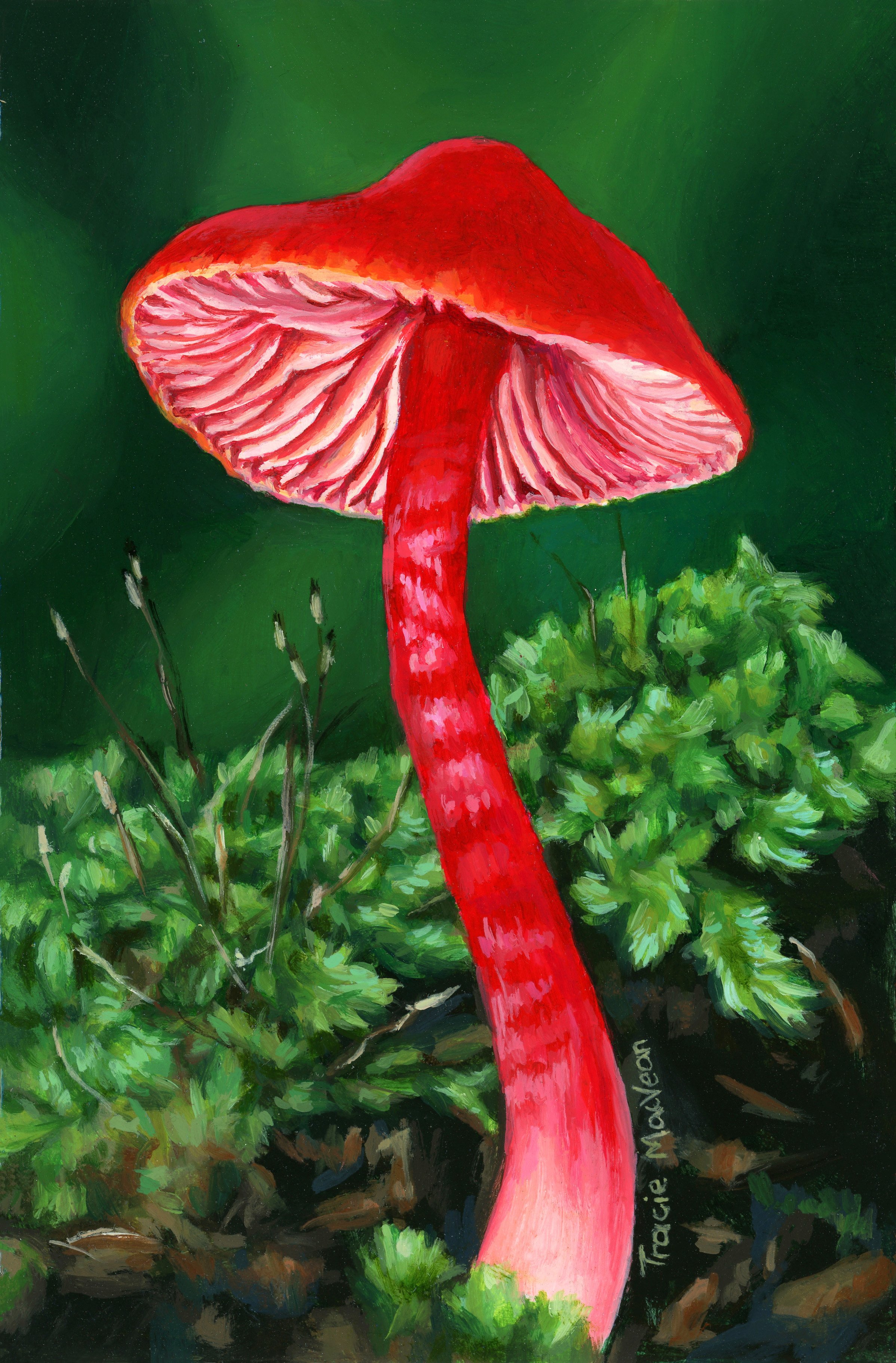 "Red Hygrocybe" Oil on canvs, 10cm x 15cm