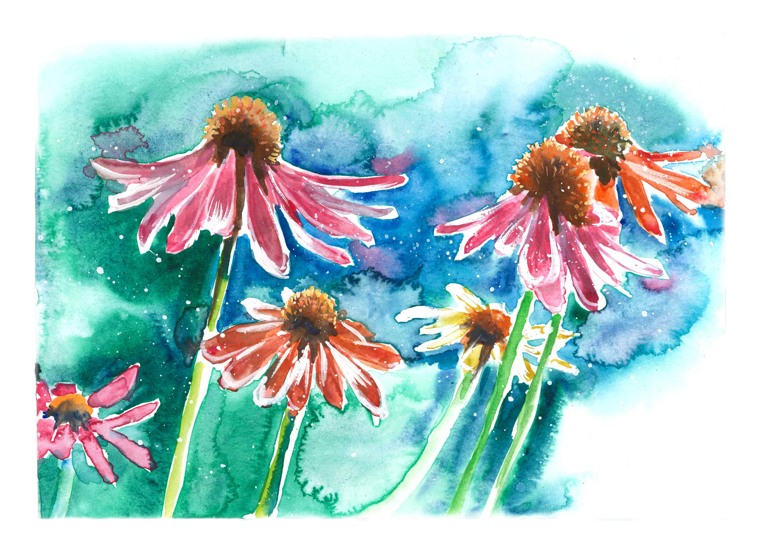 "Echinacea" Watercolour on paper, 21cm x 15cm