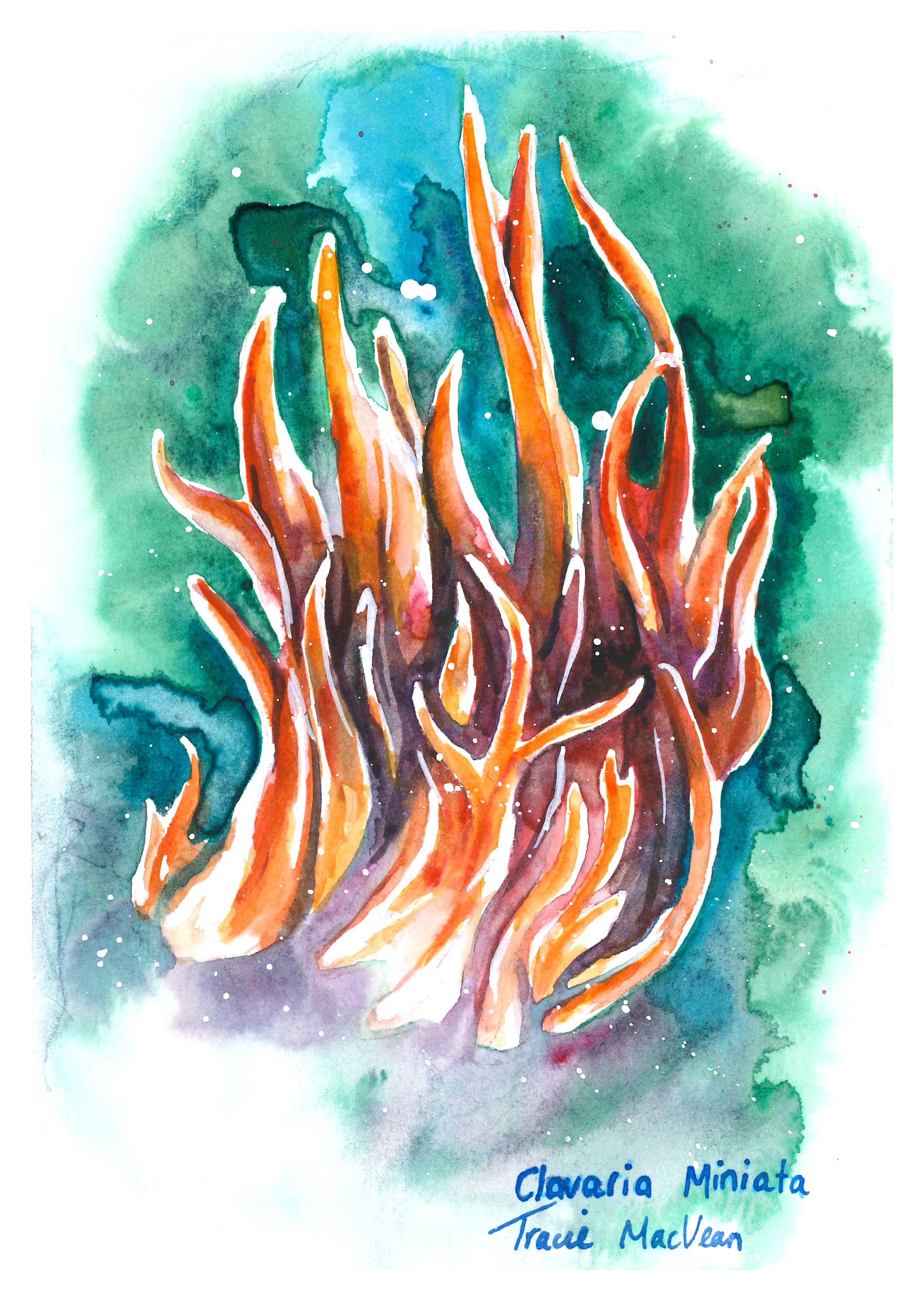 "Clavaria Miniata" Acrylic ink on paper, 15cm x 21cm