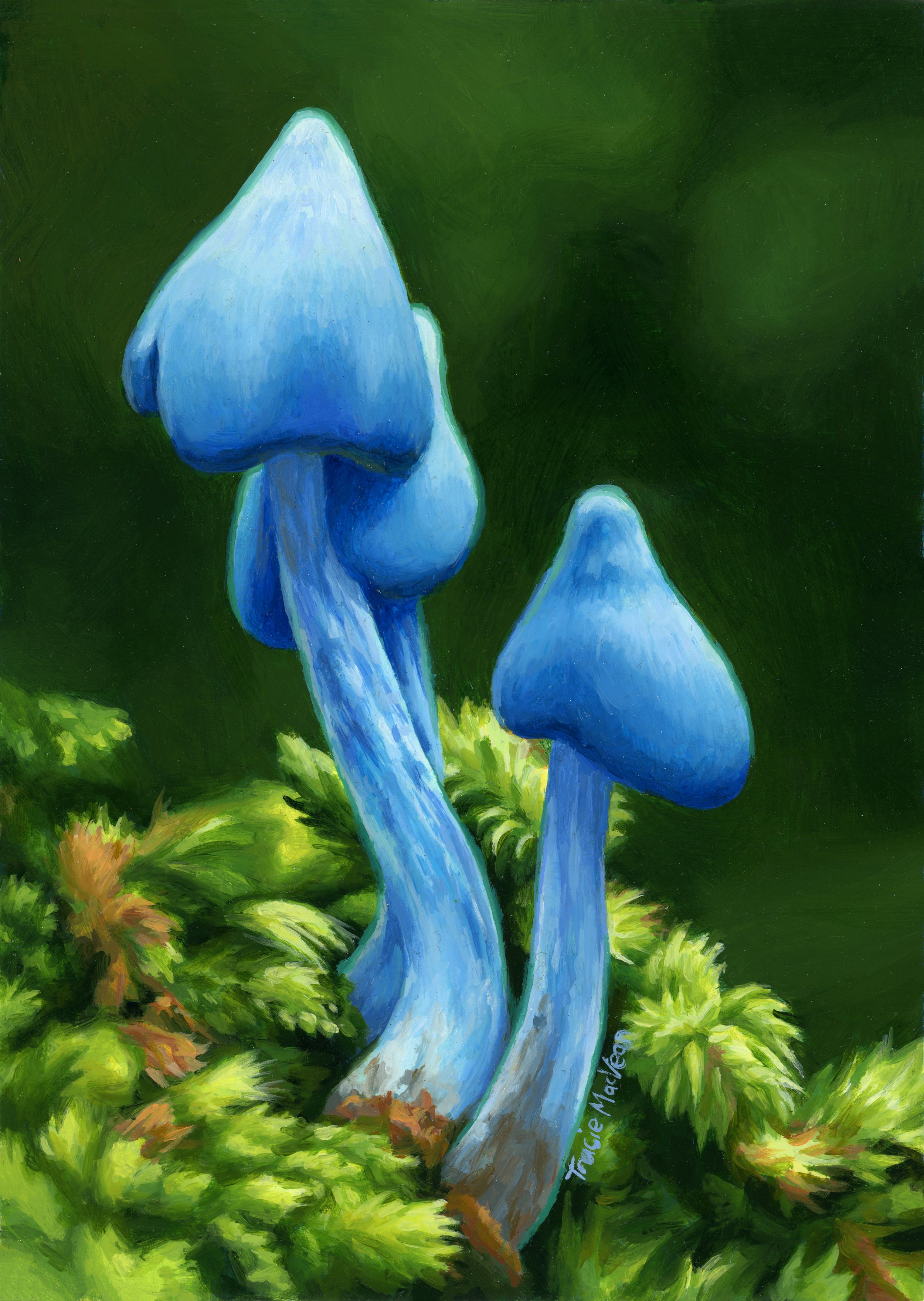 "Entoloma Hochstetteri" Oil on panel, 13cm x 18.5cm