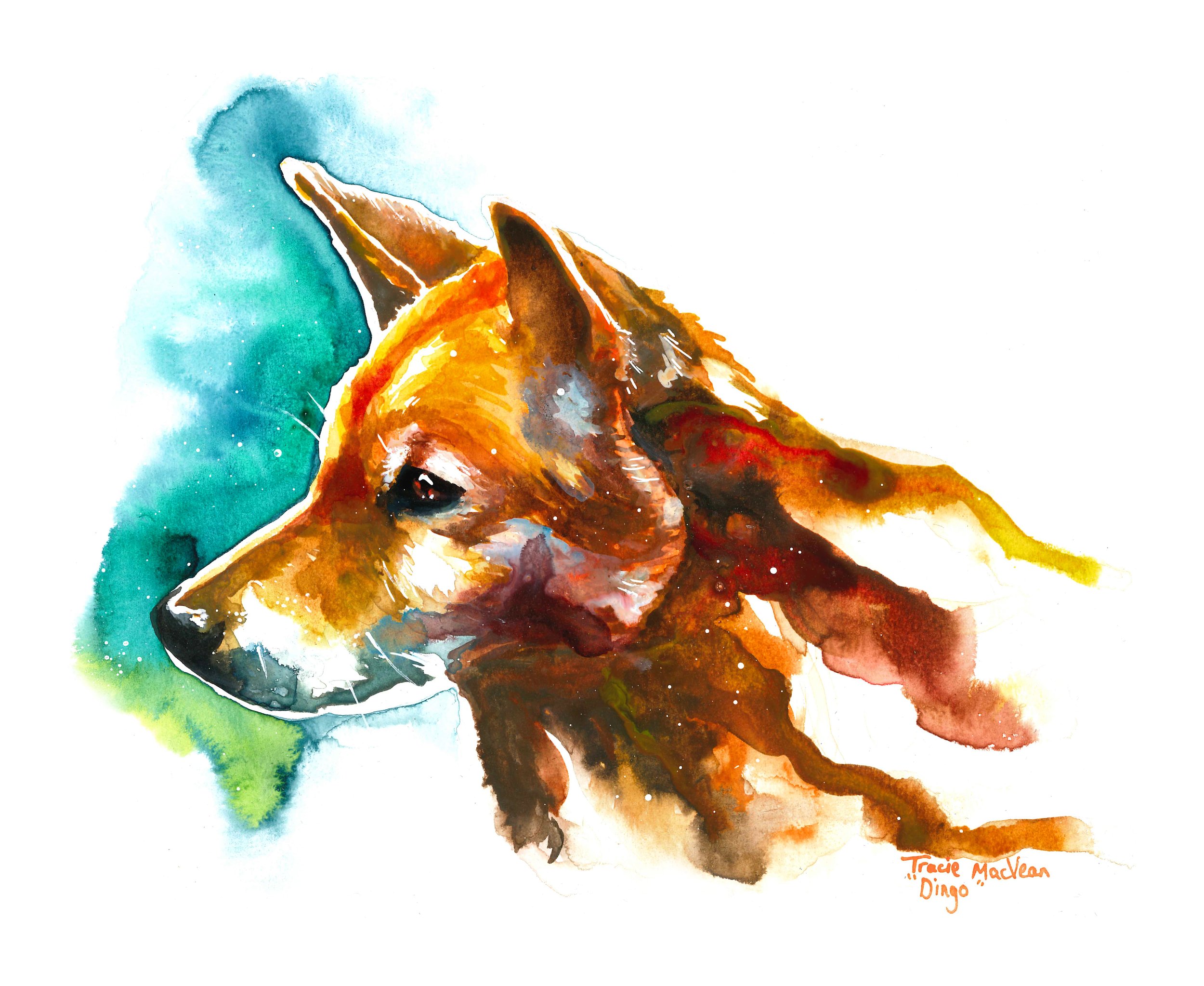 "Dingo" Acrylic ink on paper, 30cm x 21cm