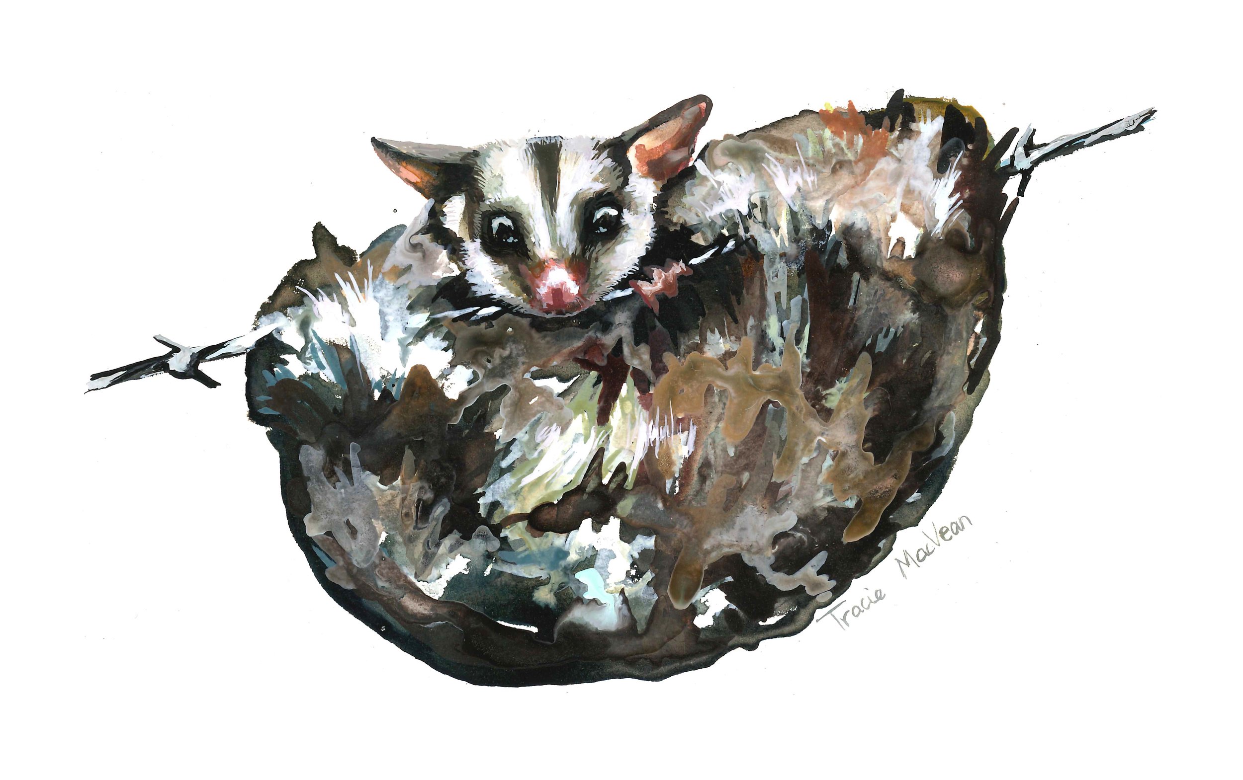 "Possum Caught" Acrylic ink on paper, 21cm x 15cm