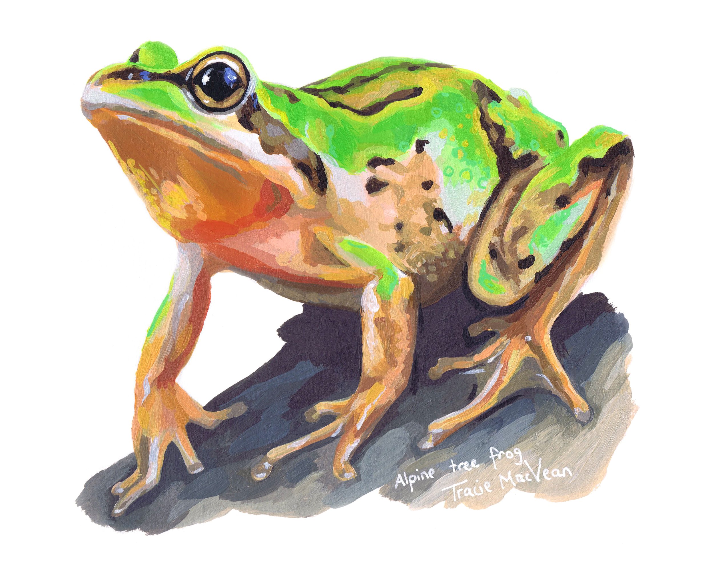 "Alpine Tree Frog" Acrylic on paper, 30cm x 21cm