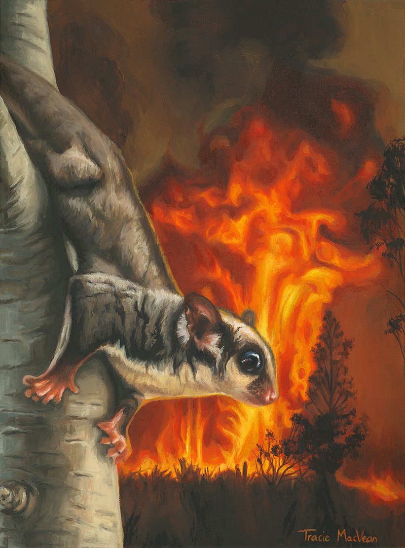 "Squirrel Glider and the Fire" Oil on canvas, 30cm x 40cm