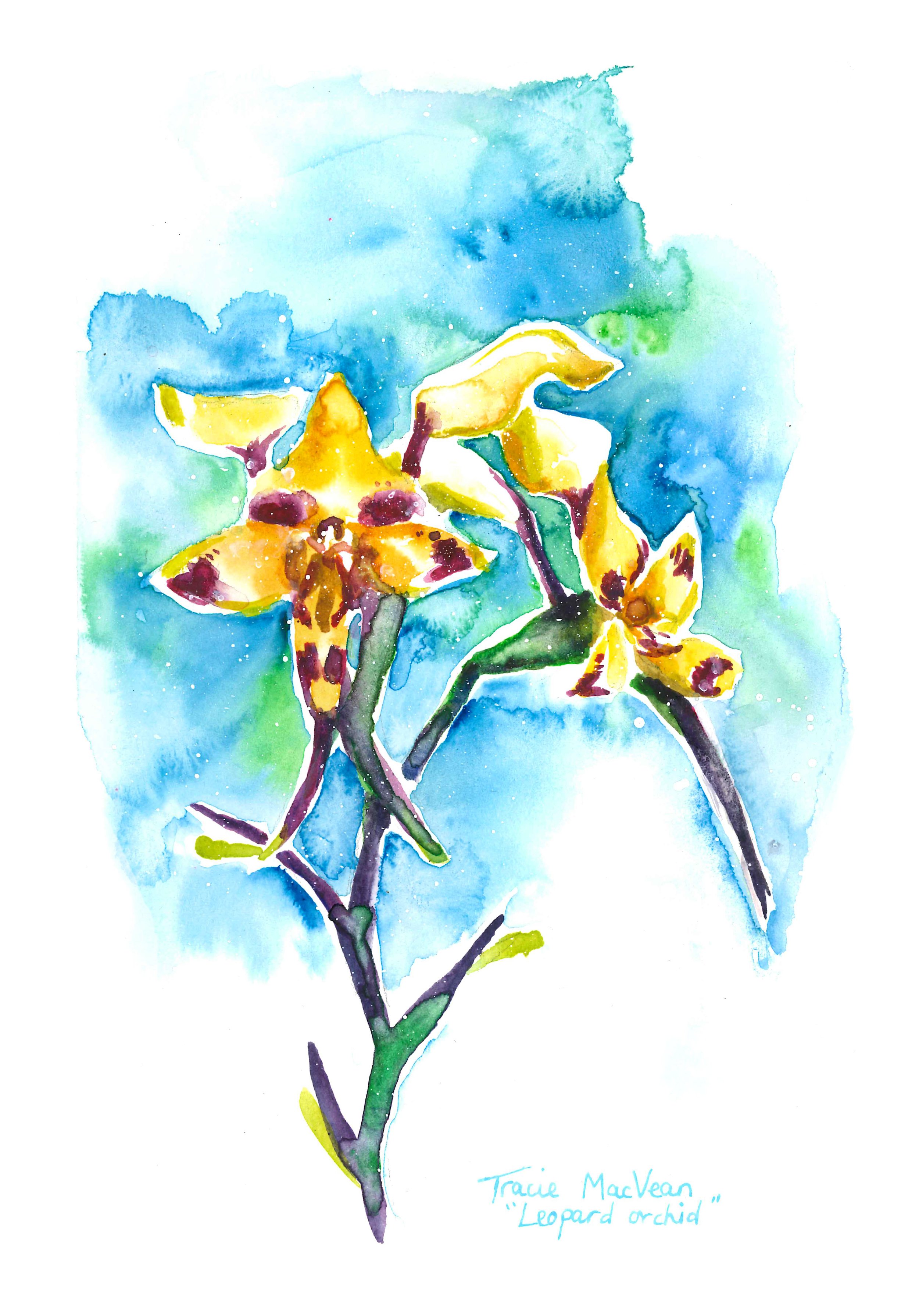"Leopard Orchid" Watercolour on paper, 15cm x 21cm