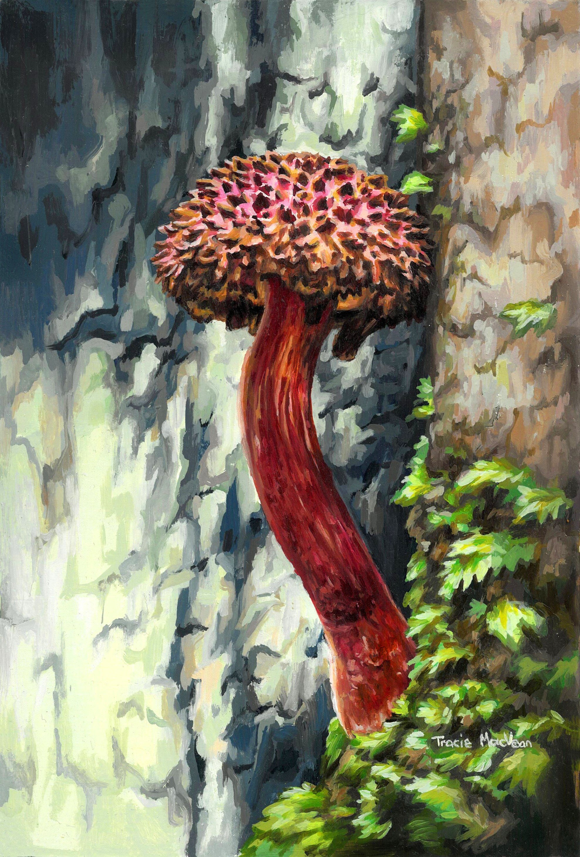 "Boletellus" Oil on panel, 17cm x 25cm