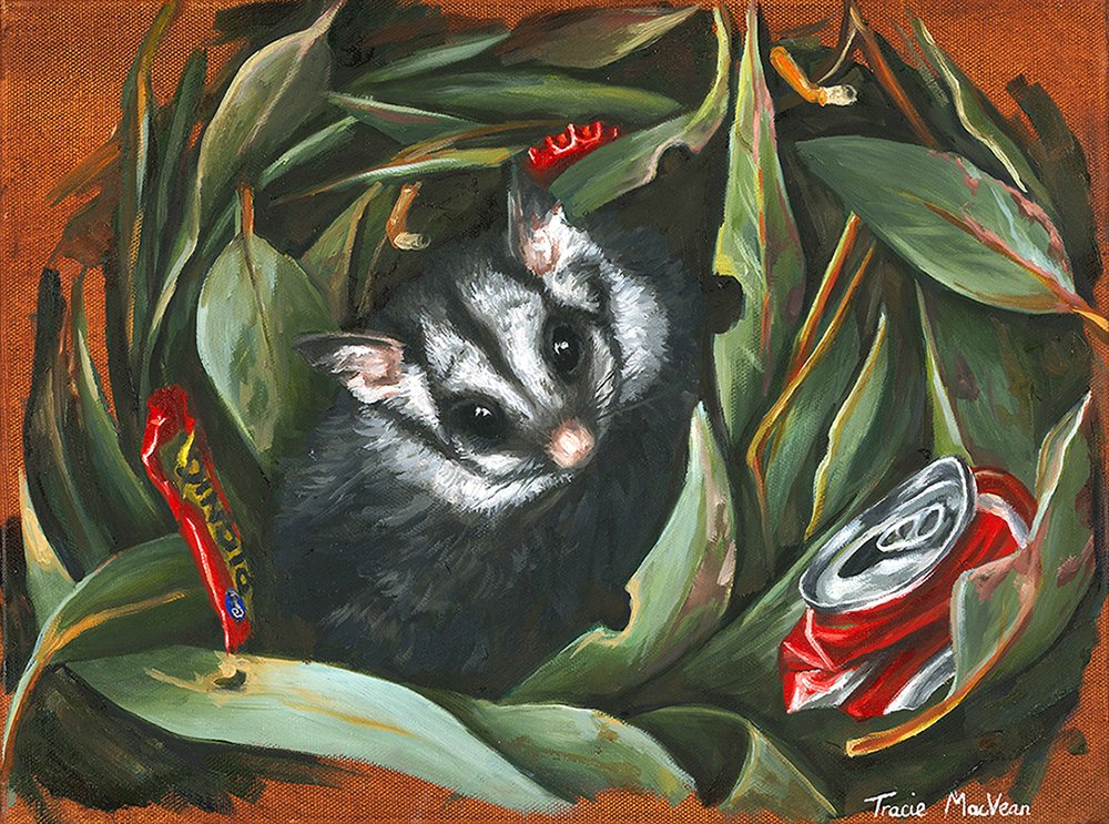 "Squirrel Glider Trash Nest" Oil on canvas, 30cm x 40cm