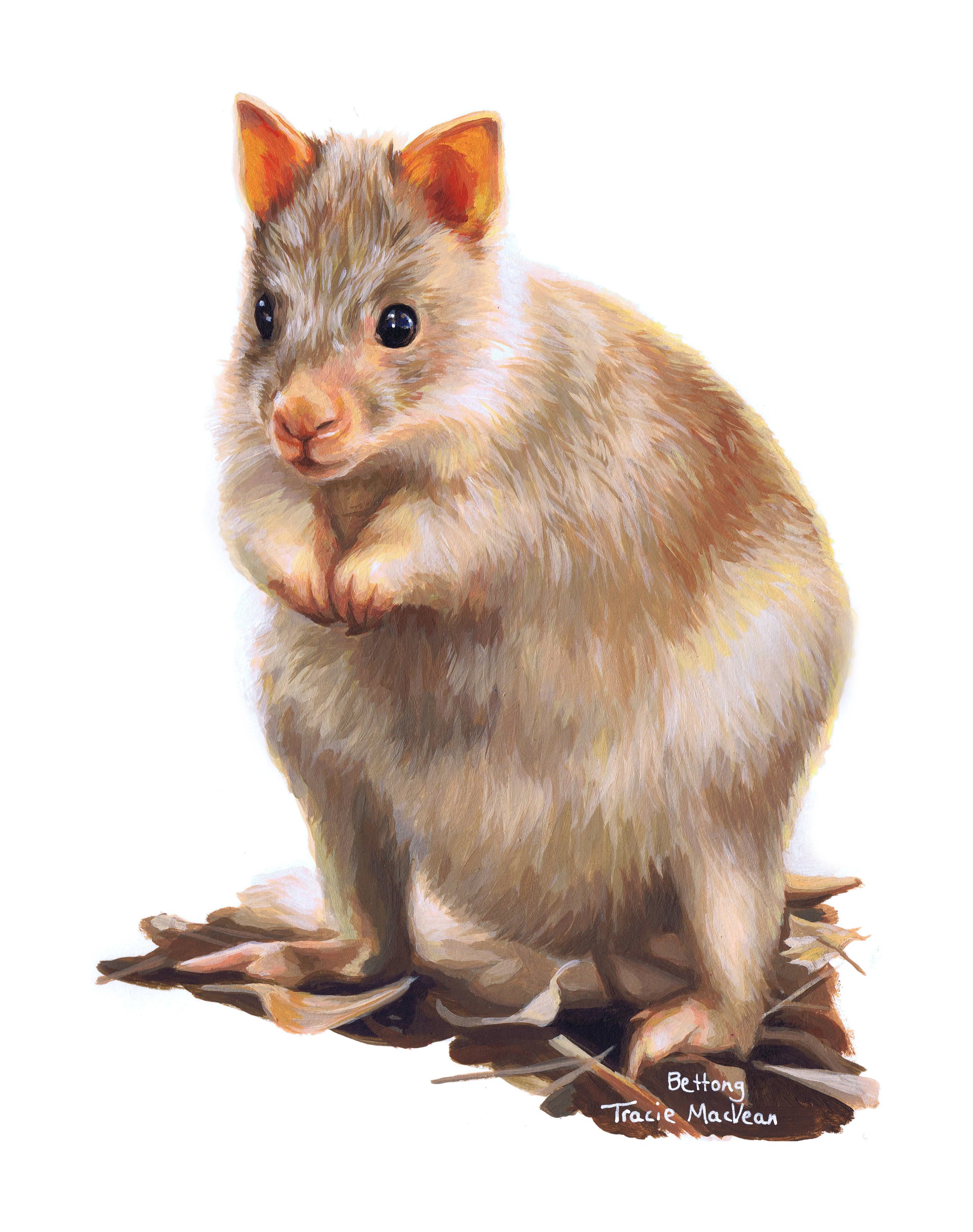 "Rufous Bettong" Acrylic on paper, 21cm x 30cm