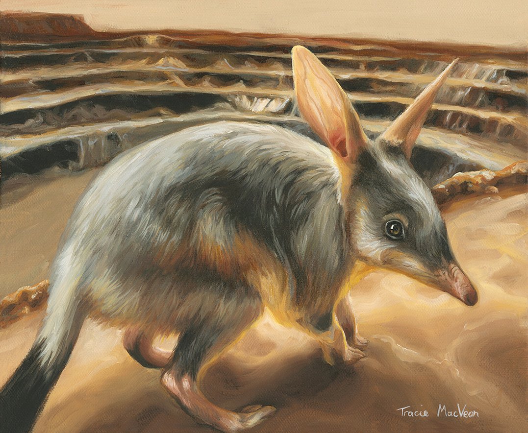 "Where Will Be The Bilby" Oil on canvas, 30cm x 25cm