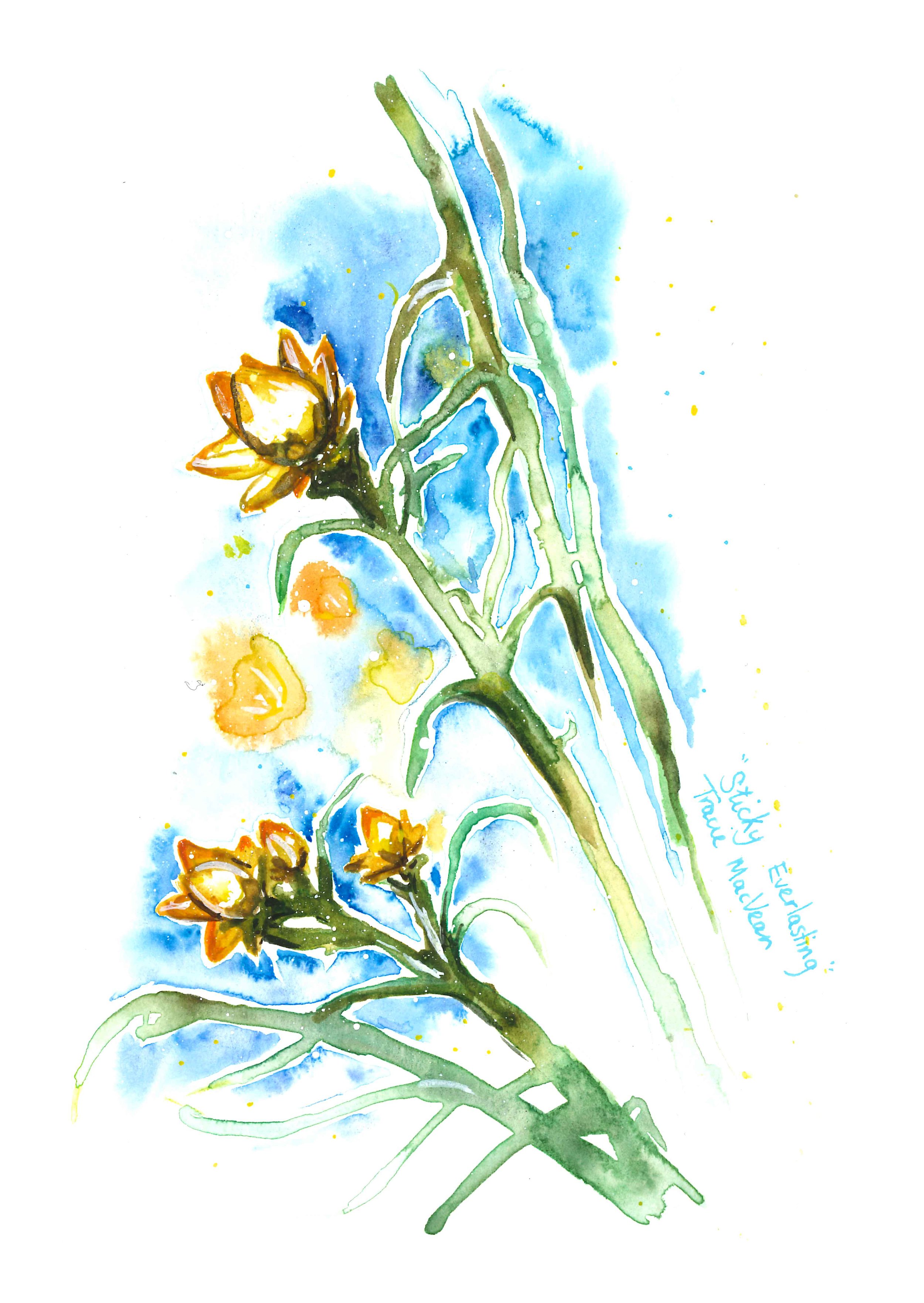 "Sticky Everlasting" Watercolour on paper, 15cm x 21cm