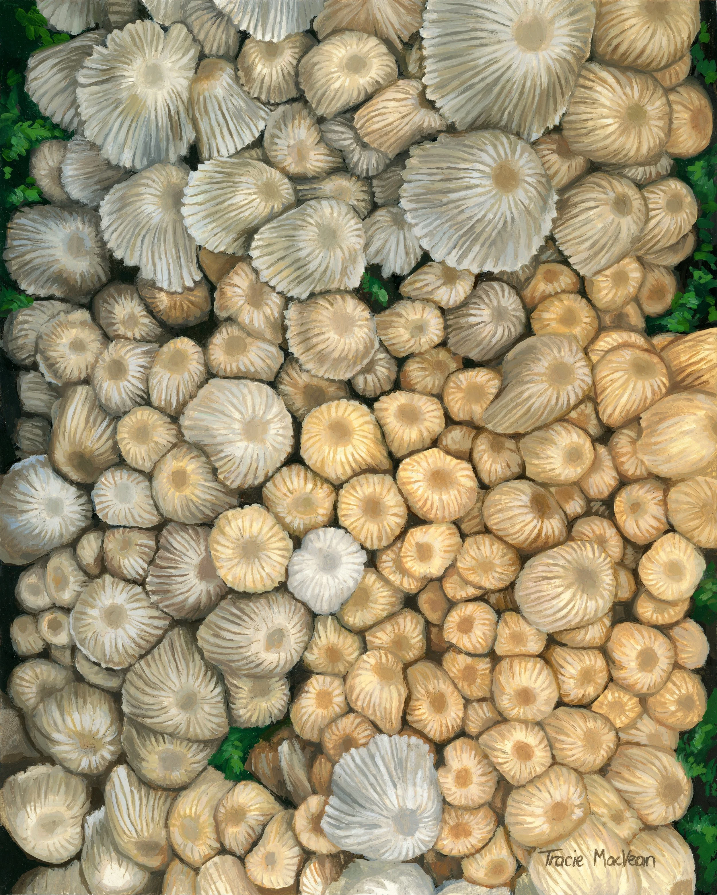 "Coprinellus disseminatus" Oil on panel, 20.5cm x 25.5cm