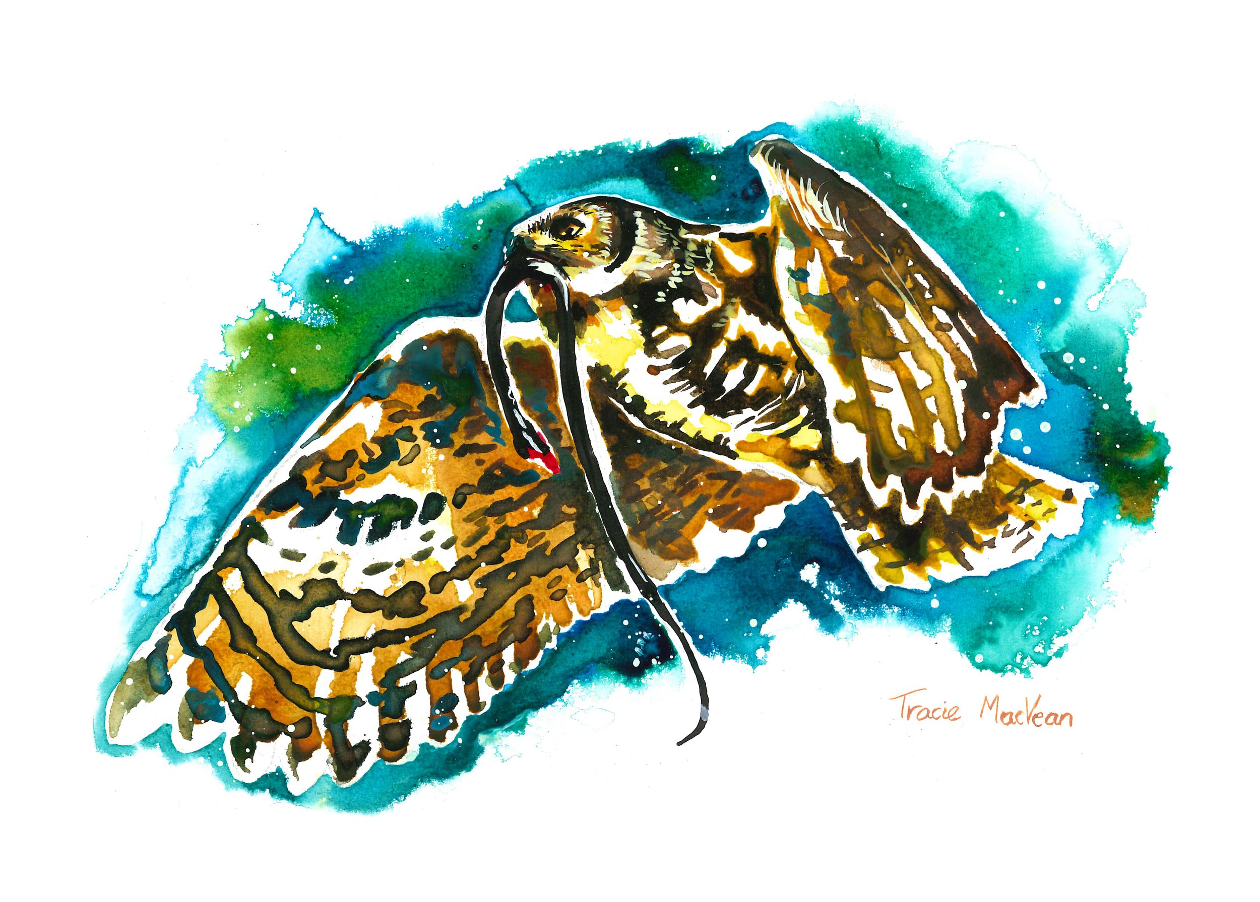 "Tawny Frogmouth with Snake" Acrylic ink on paper, 21cm x 15cm