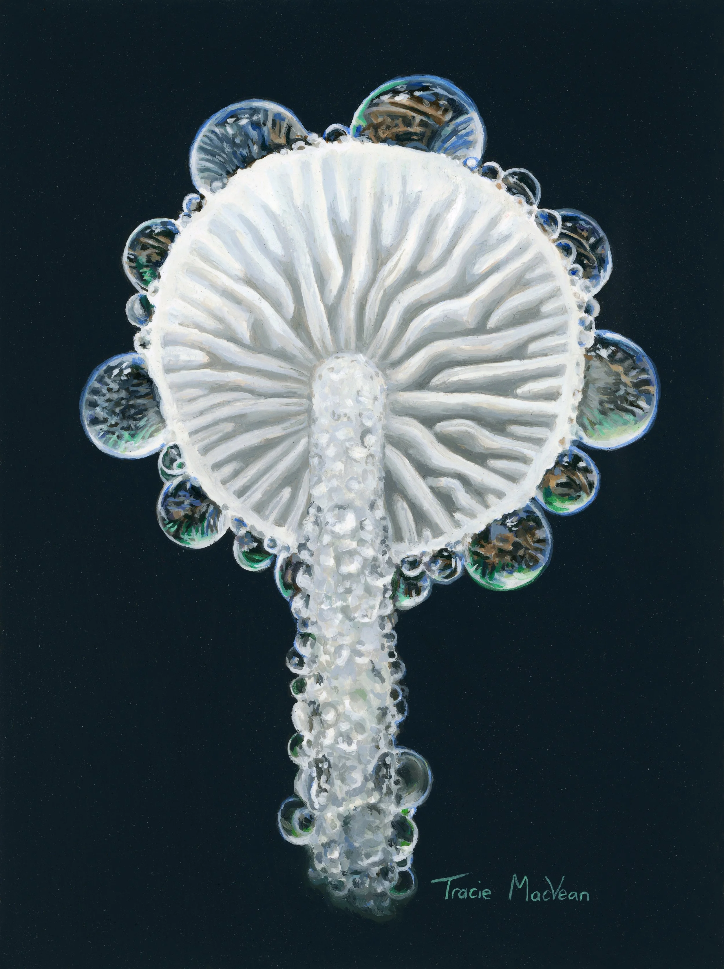 "Mycena on Black" Oil on panel, 15cm x 20cm