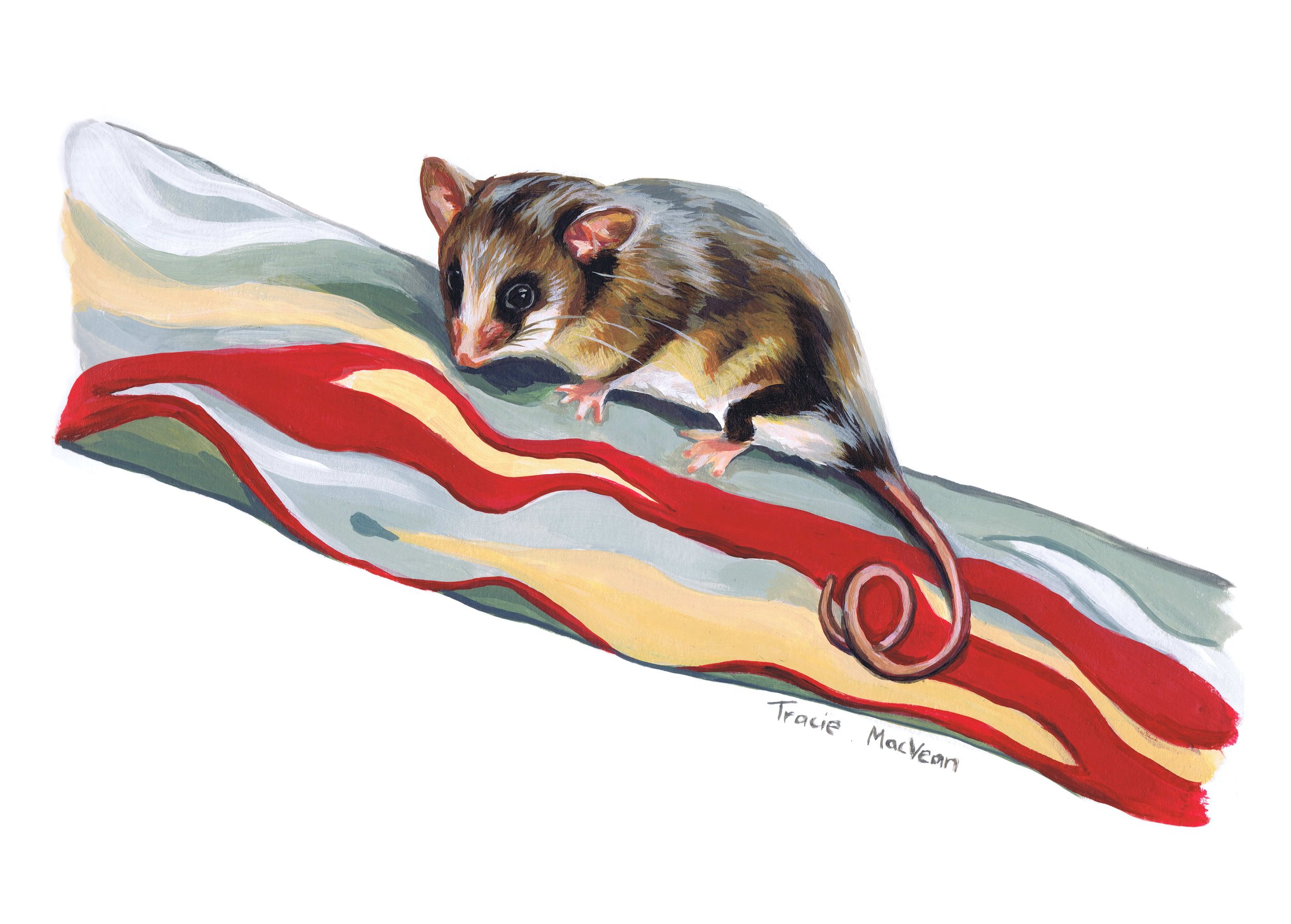 "Mountain Pygmy Possum" Acrylic on paper, 30cm x 21cm
