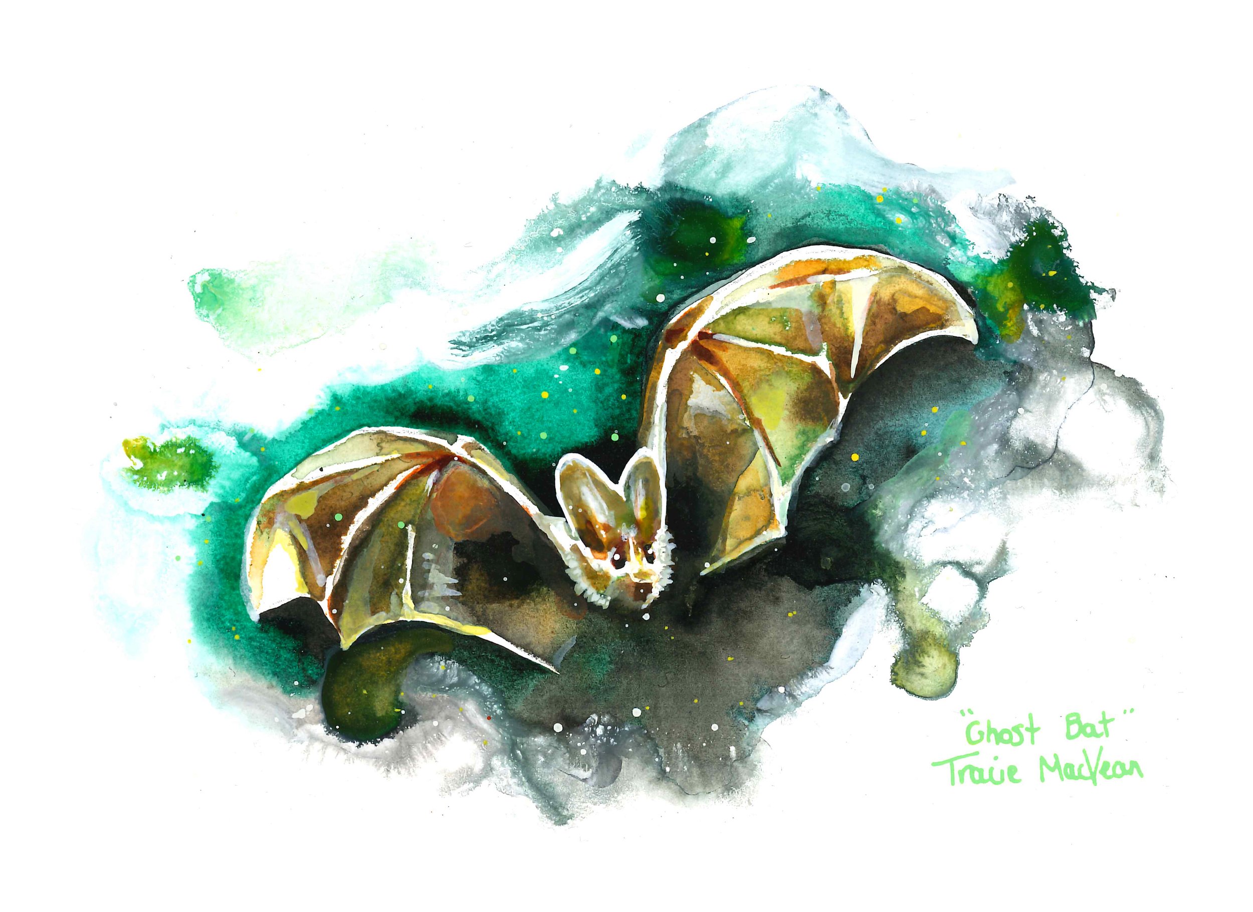 "Ghost Bat" Acrylic ink on paper, 21cm x 15cm