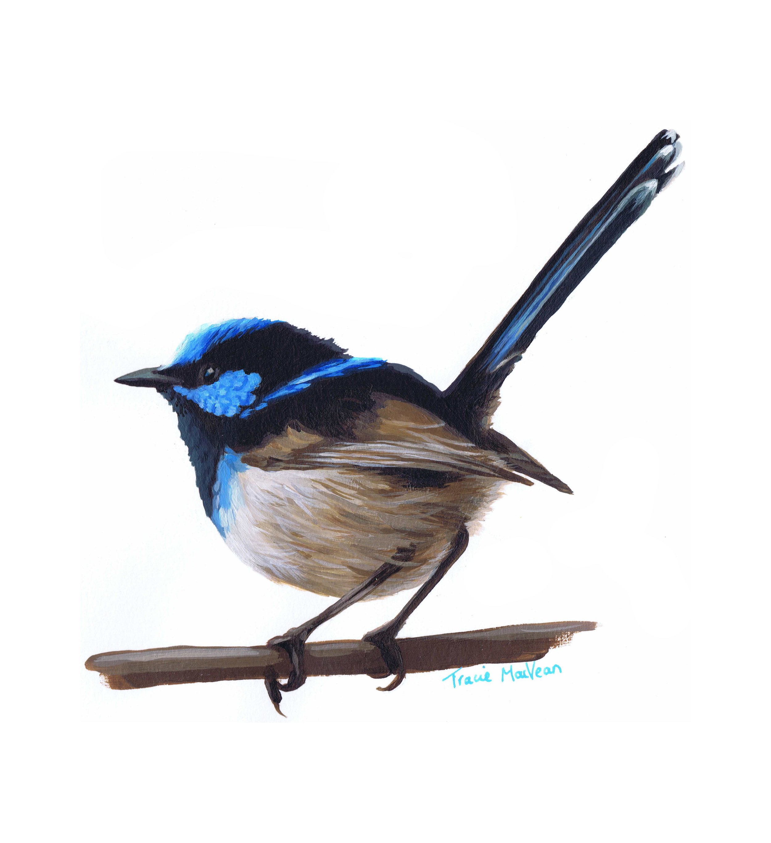"Superb Fairy Wren" Acrylic on paper, 21cm x 30cm
