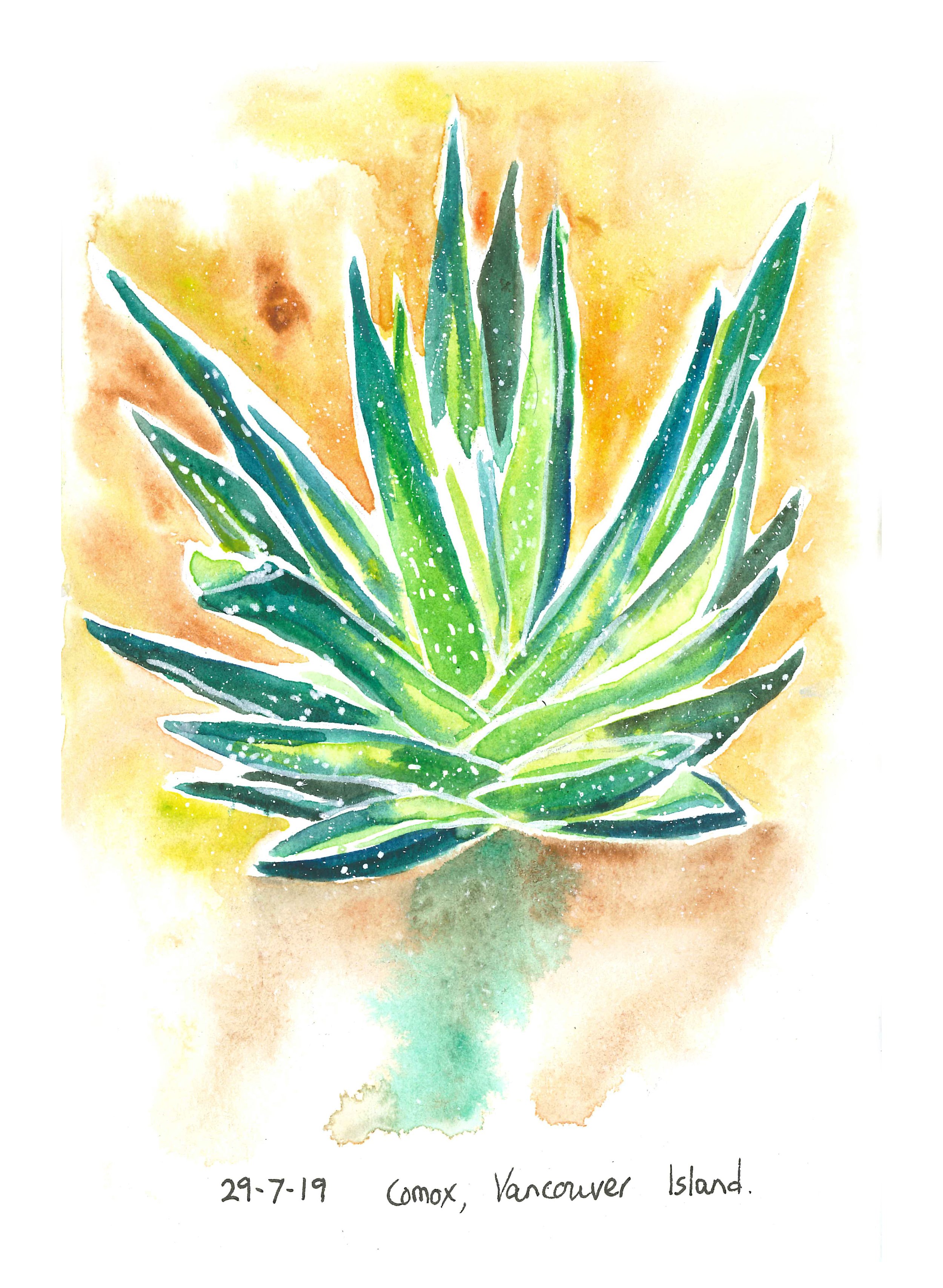 "Succulent" Watercolour on paper, 15cm x 21cm