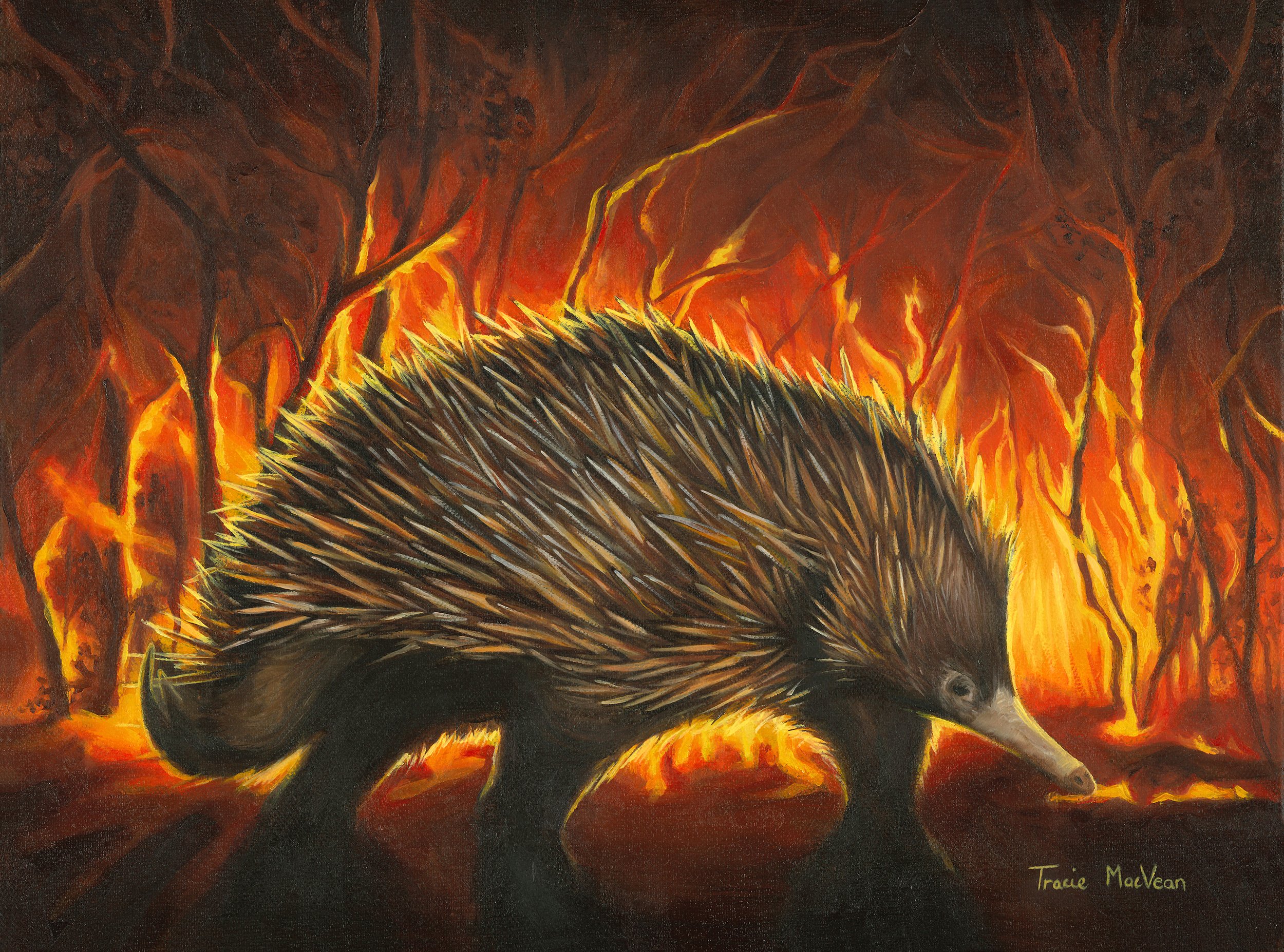 "You Gotta Be Echidding Me" Oil on canvas, 30cm x 40cm
