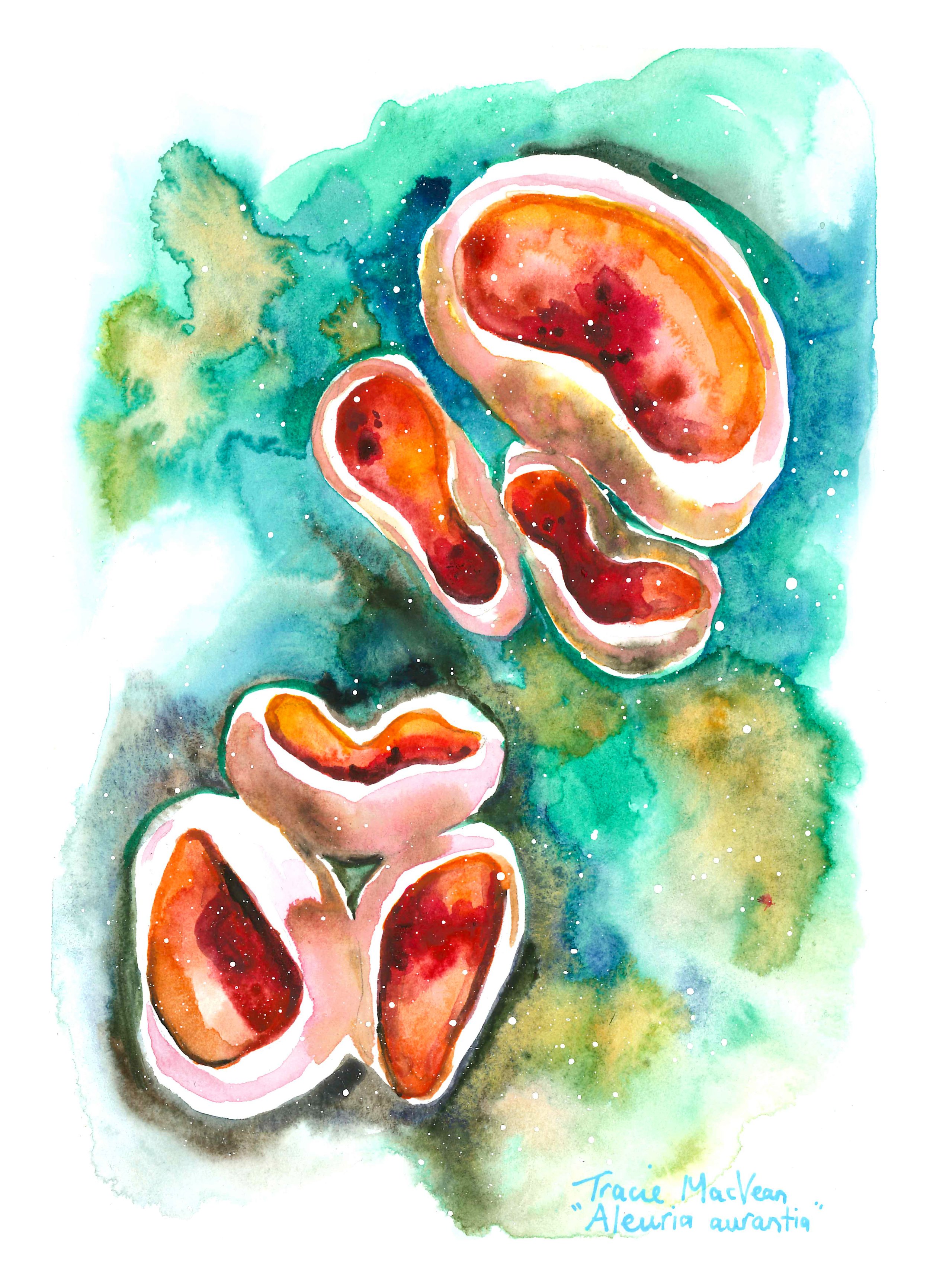 "Aleuria Aurantia", Acrylic ink on paper, 15cm x 21cm