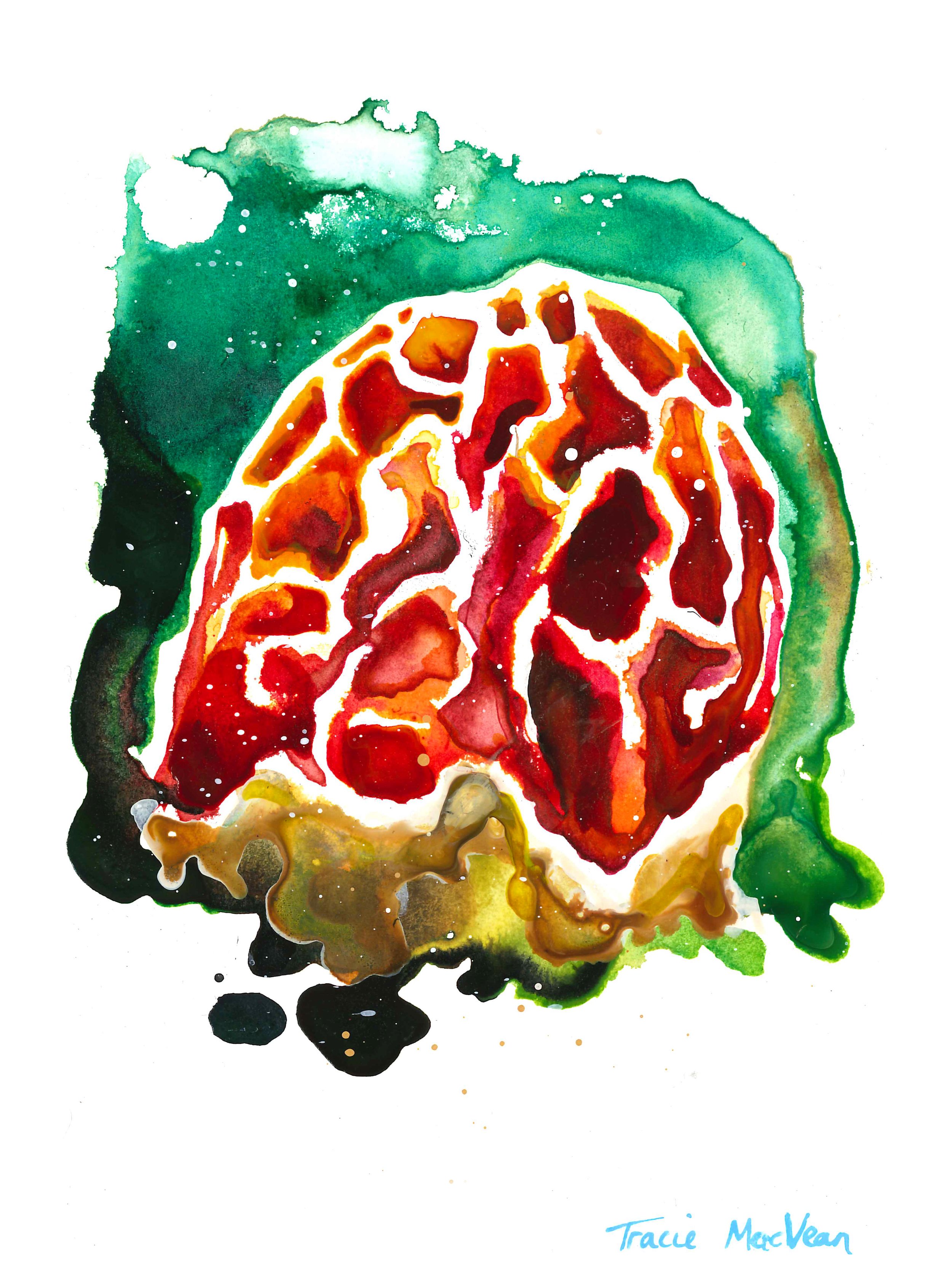 "Cage Fungus Clathrus Ruber" Acrylic ink on paper, 15cm x 21cm