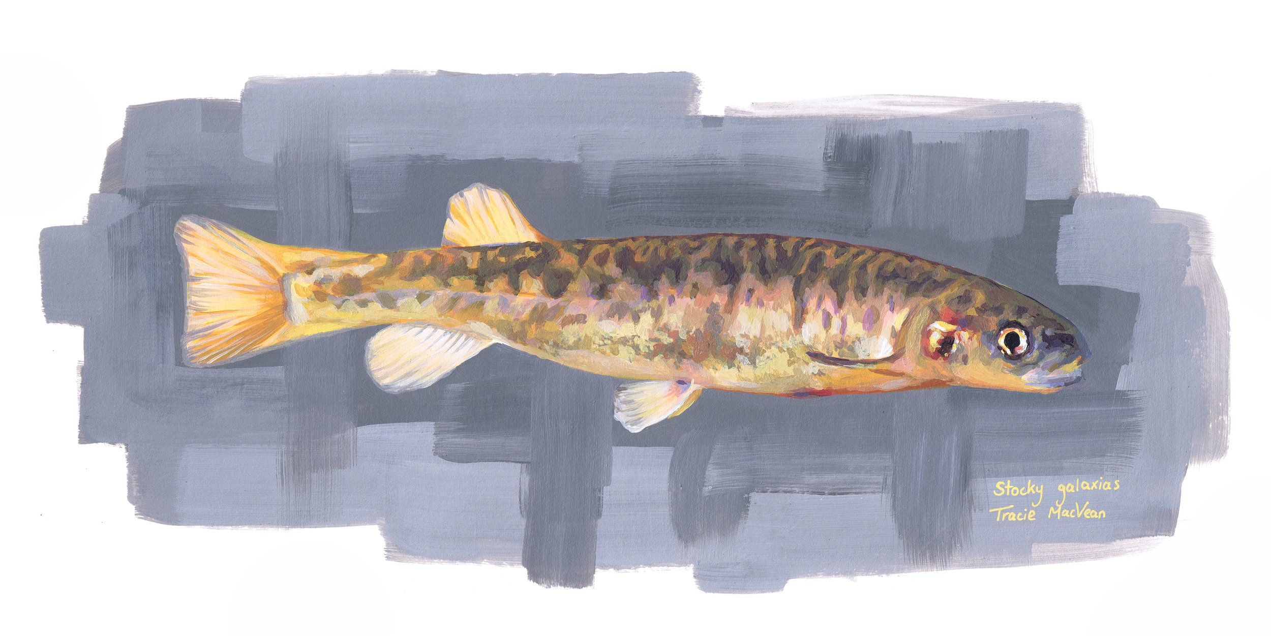 "Stocky Galaxias" Acrylic on paper, 44cm x 22cm