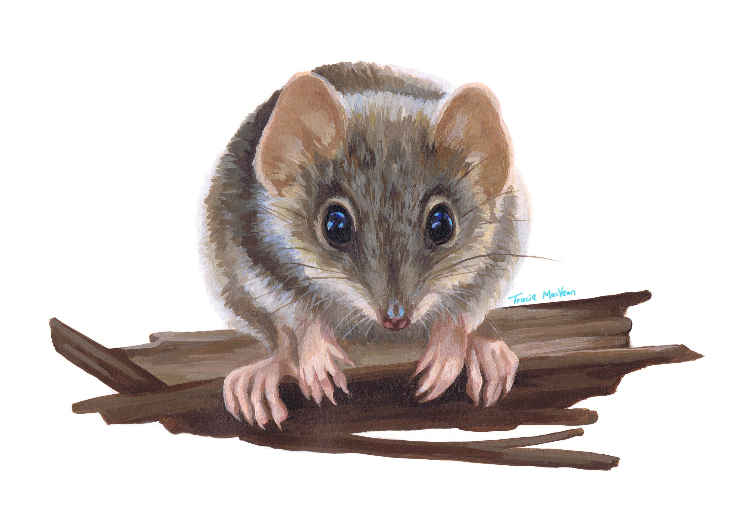 "Antechinus" Acrylic on paper, 21cm x 30cm