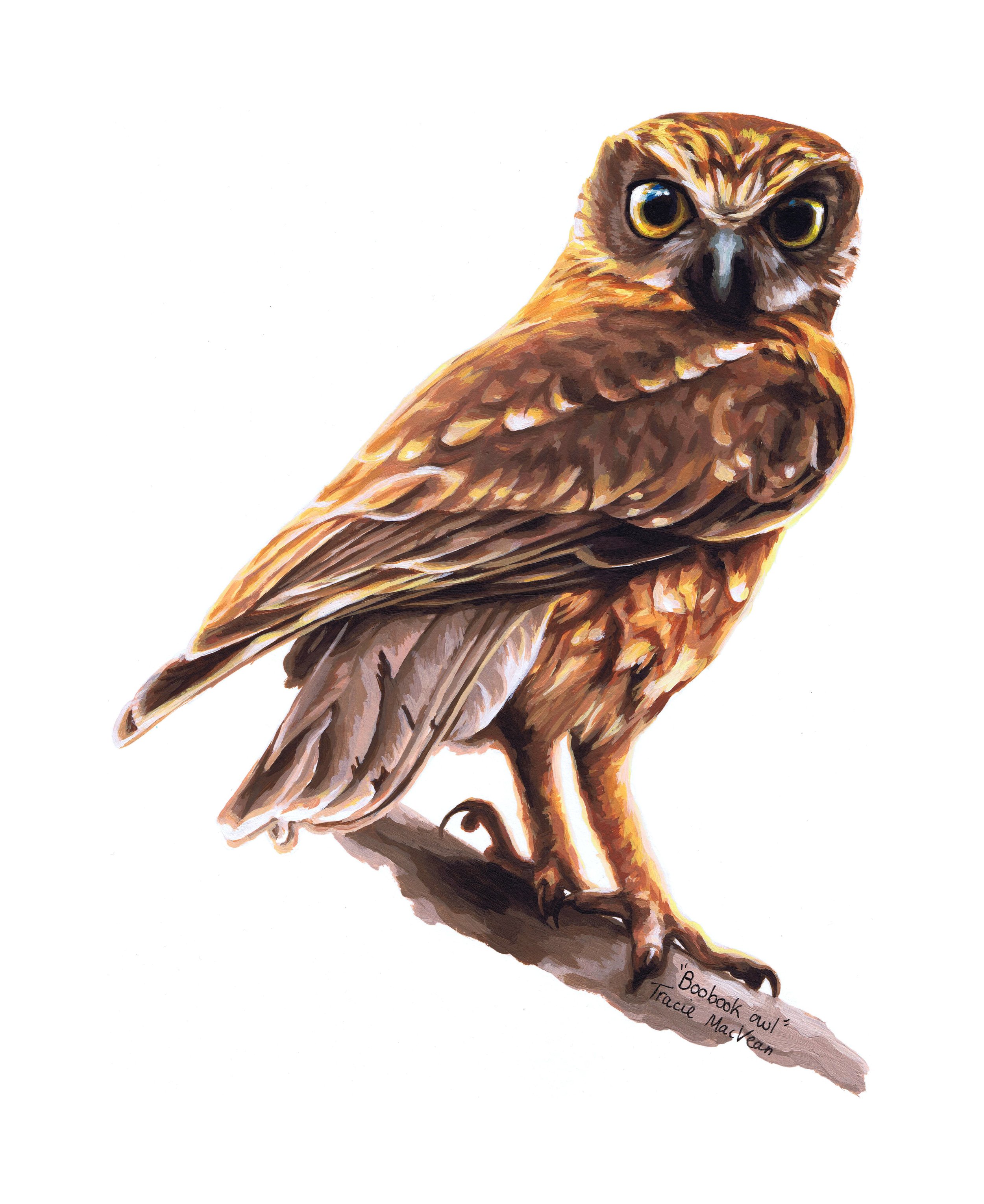 "Boobook Owl" Acrylic on paper, 29cm x 42cm