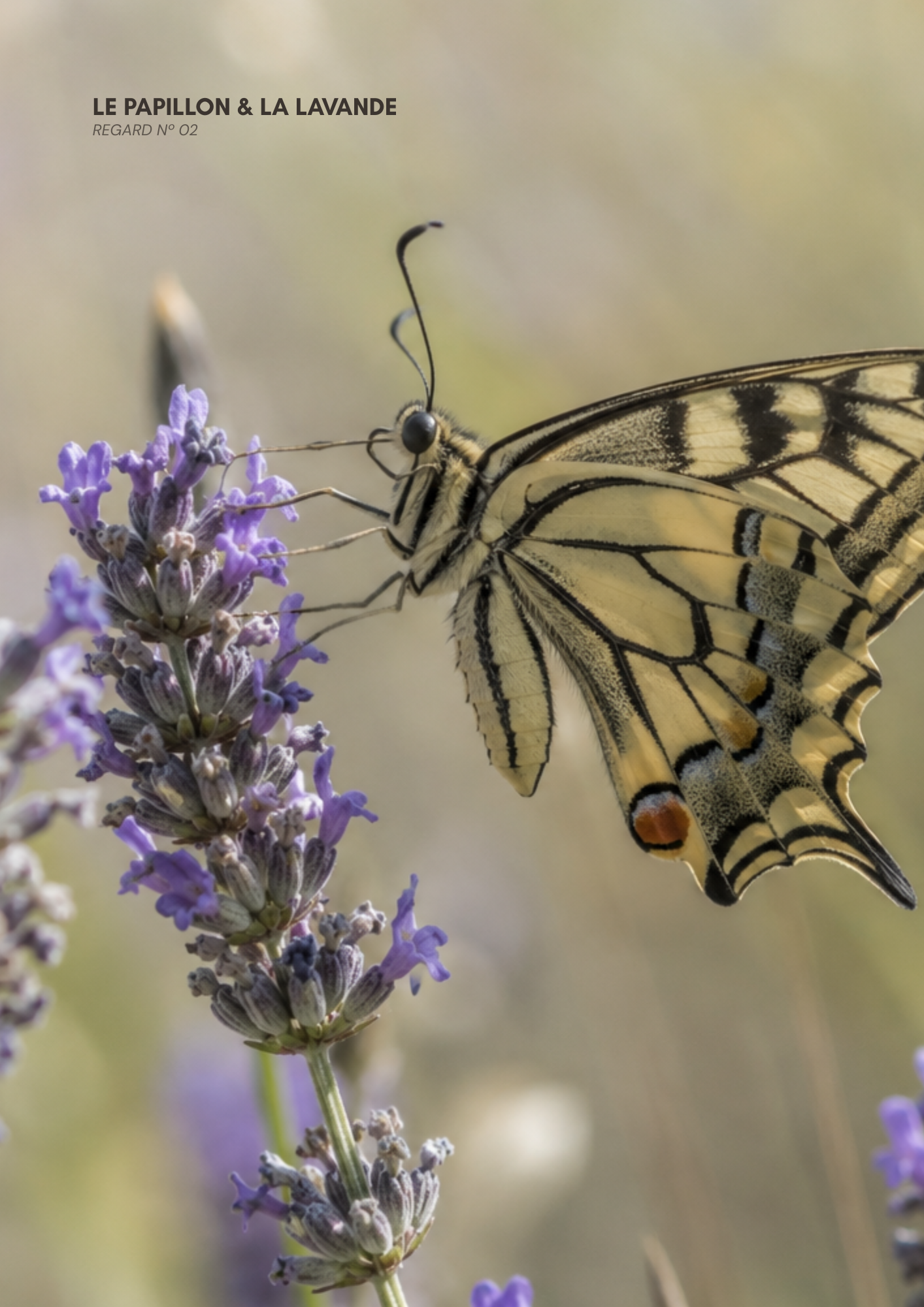 Un papillon posé sur une branche de lavande violette, avec le corps visible et des ailes aux motifs noirs et jaunes.