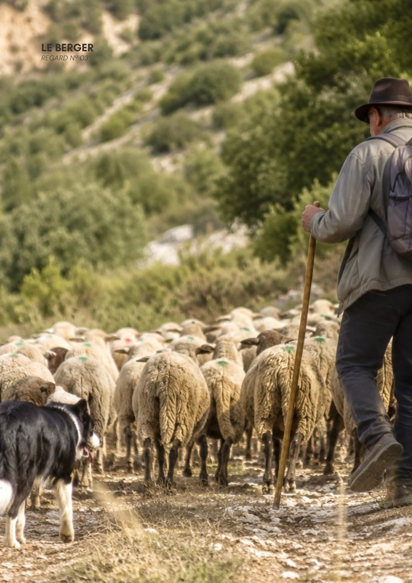 Un berger guide un troupeau de moutons dans un paysage de campagne avec des collines verdoyantes.