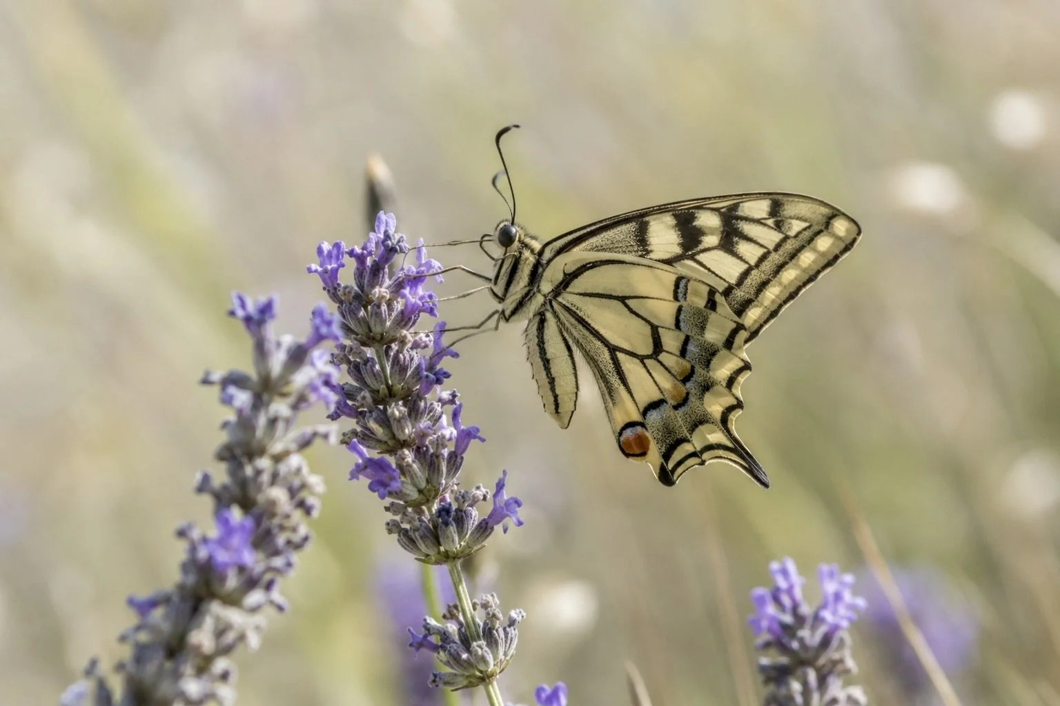 Un papillon de couleur jaune avec des motifs noirs se pose sur une fleur de lavande violette.