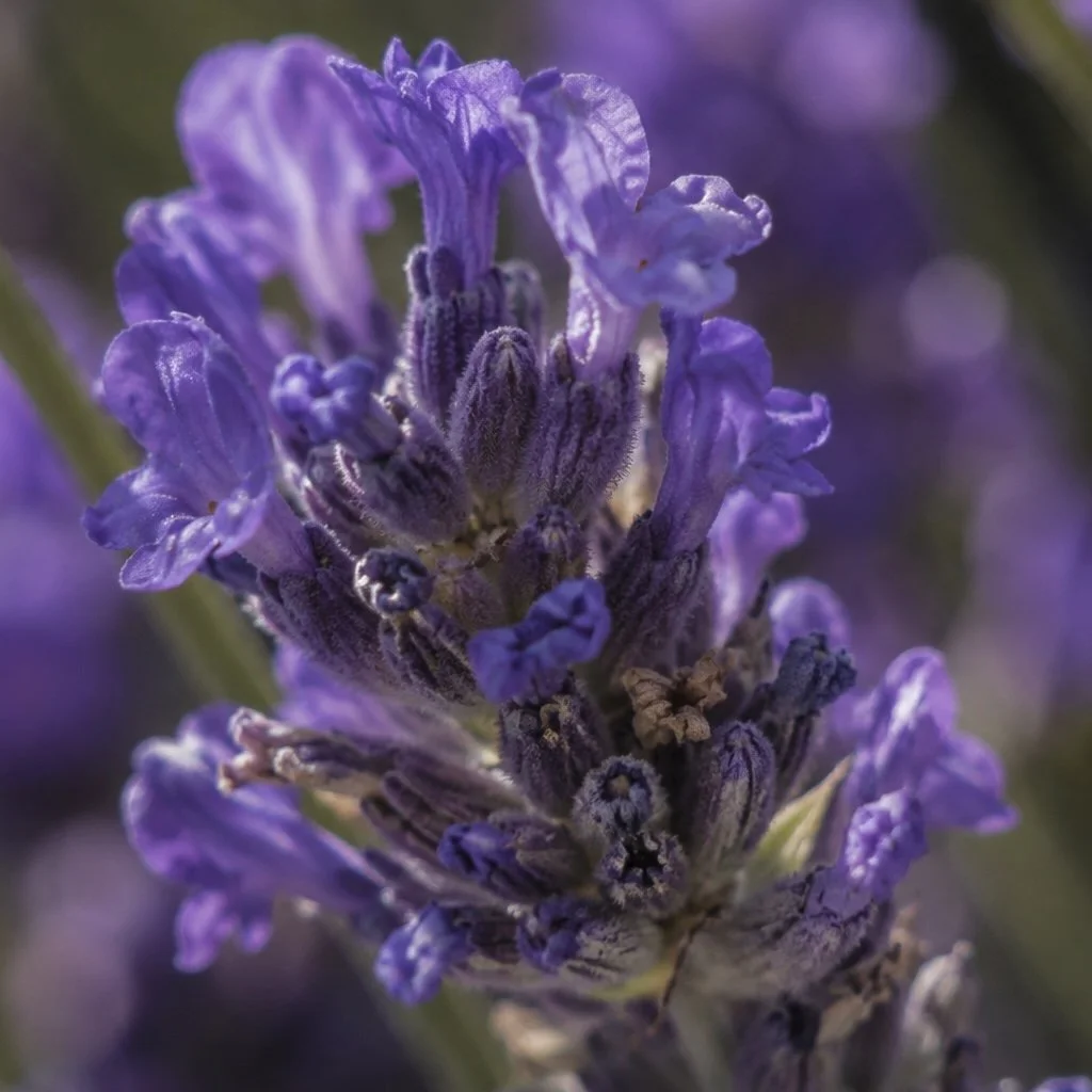 Gros plan d'une fleur de lavande violette.