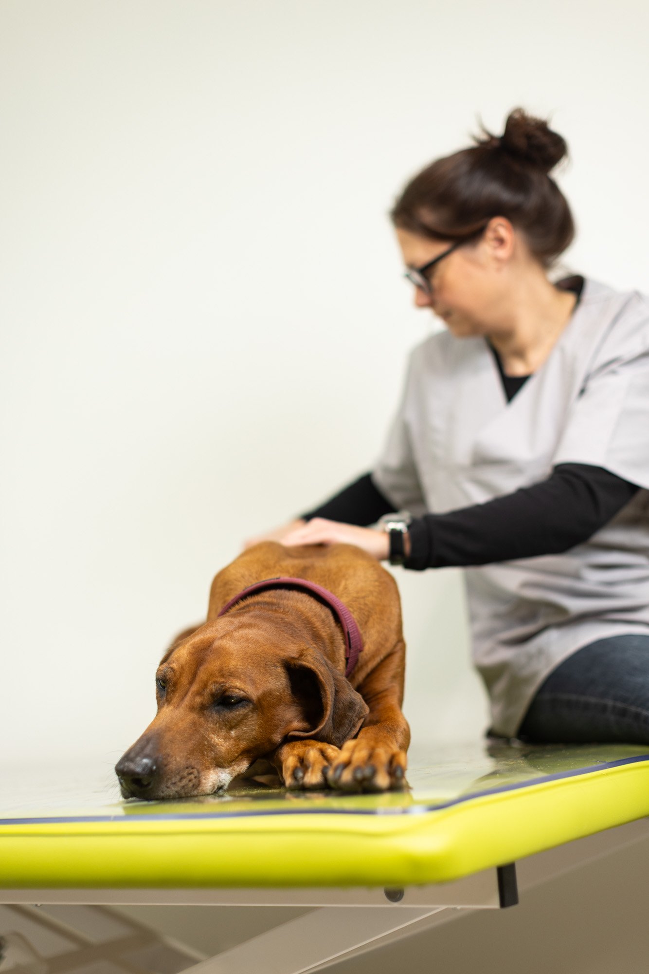Hundephysiotherapie in Oberhausen