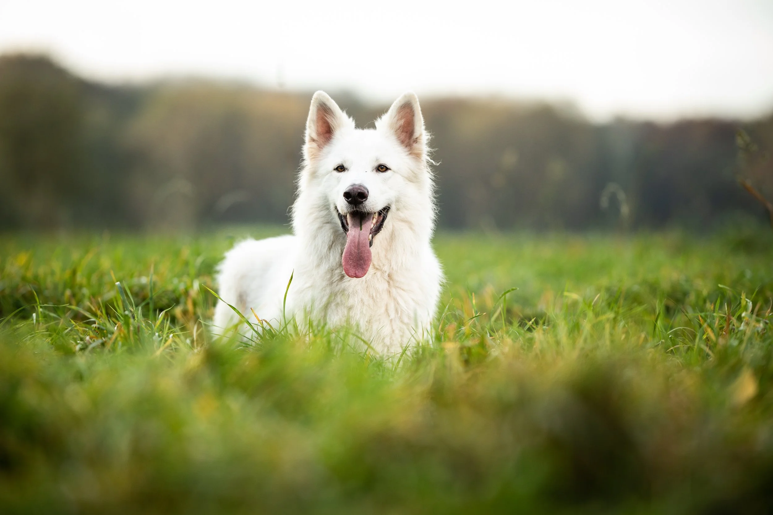 Weißer Mischlingshund sitzt auf grüner Wiese und lächelt mit heraushängender Zunge.