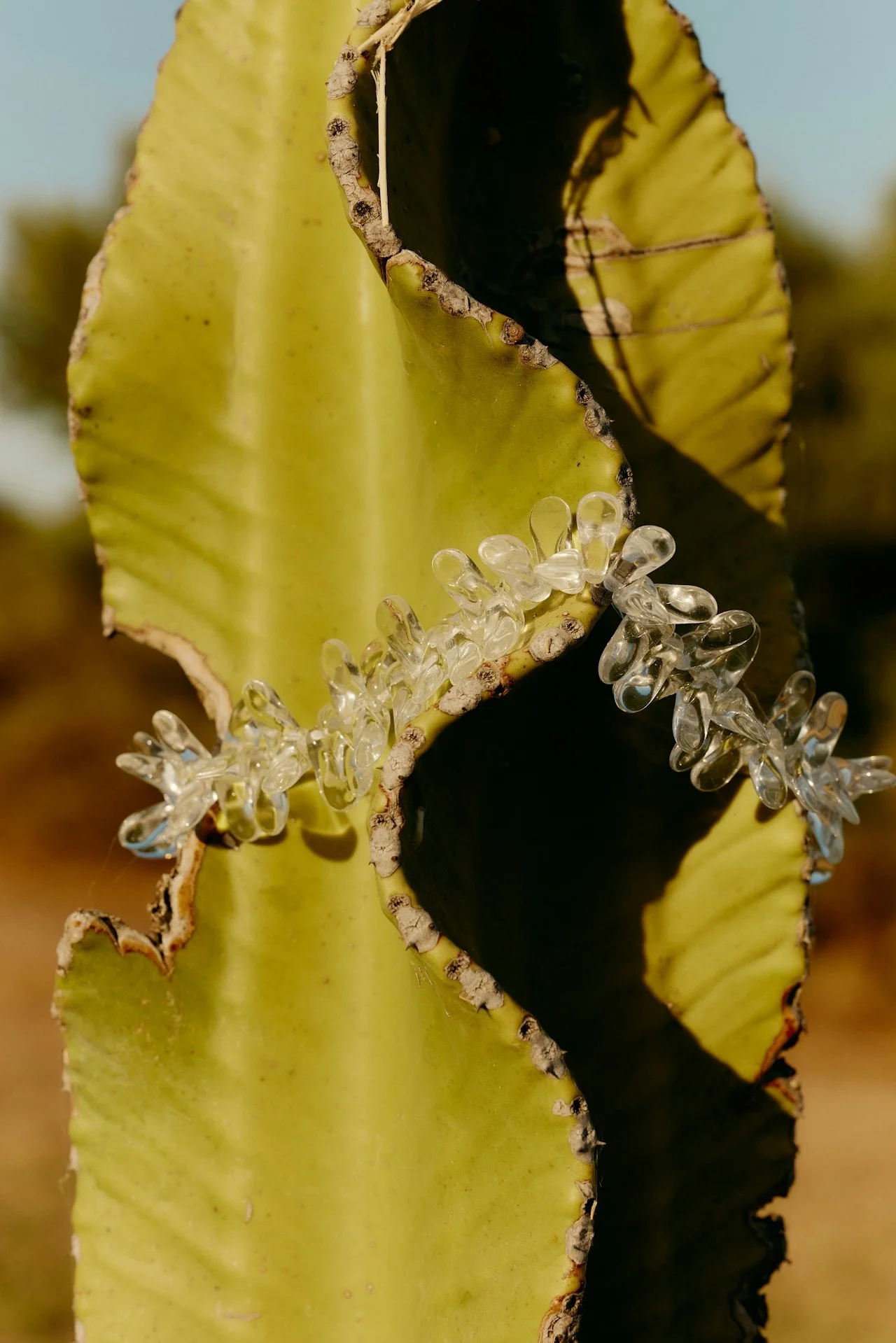 Close-up of a cactus with a row of clear glass stones on its edge.