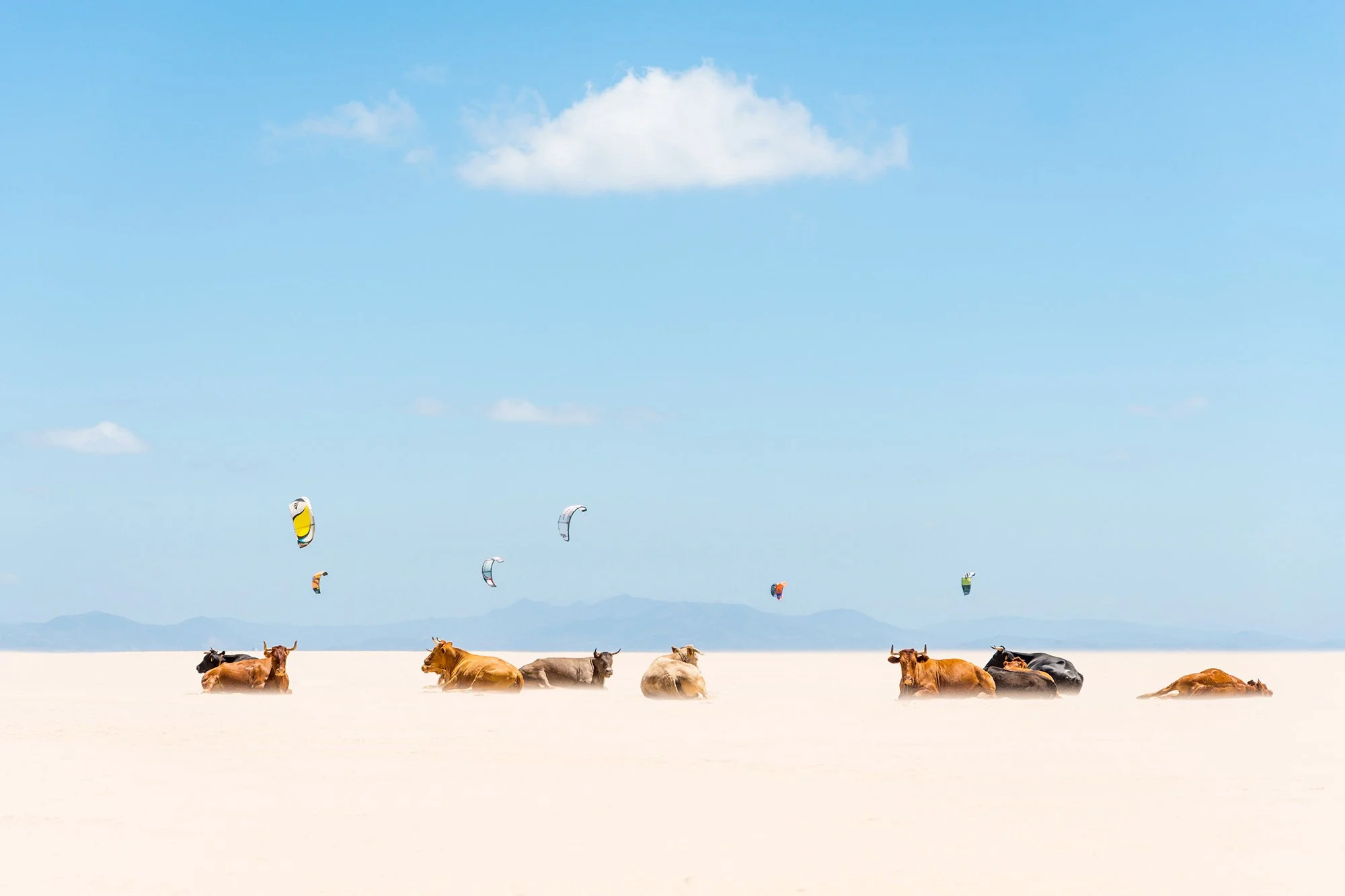A colour photograph of a herd of cows sunbathing on the beach with kites flying above in the blue sky