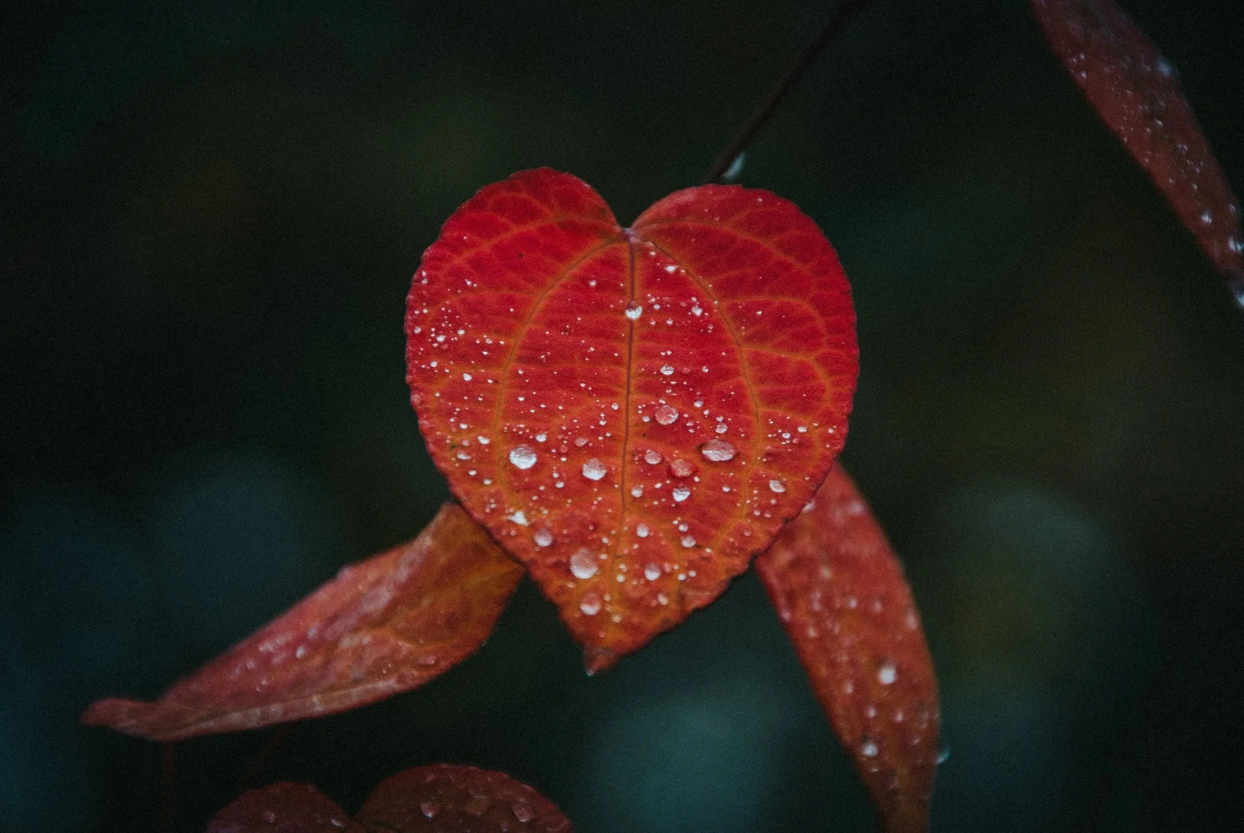 A Heart in the Rain