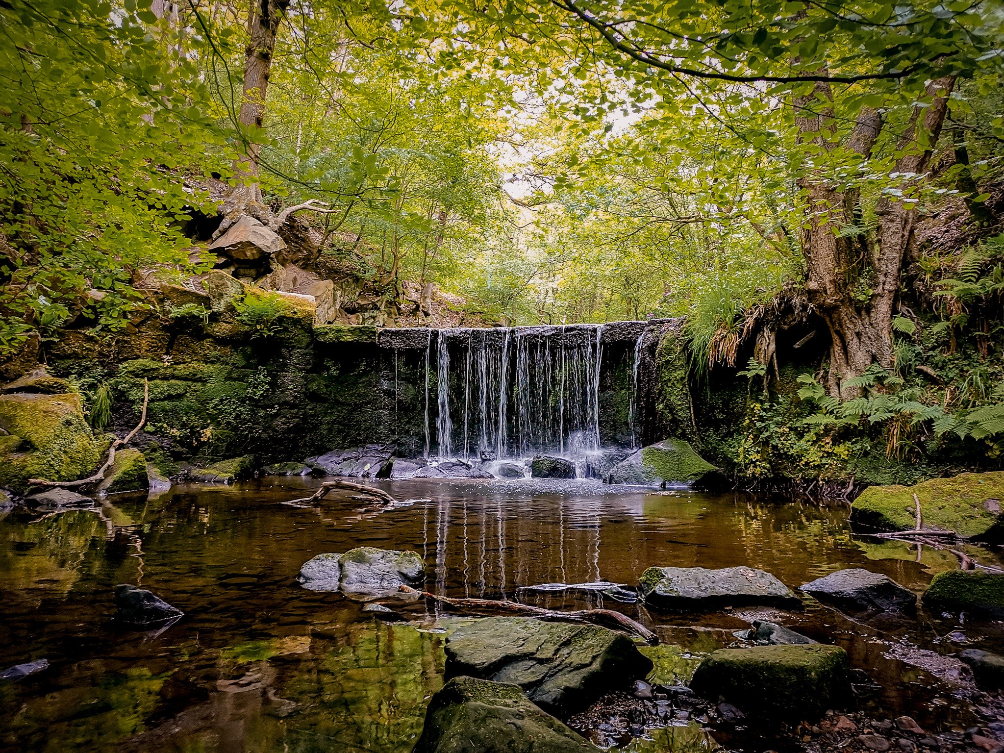 Calm in the Clearing