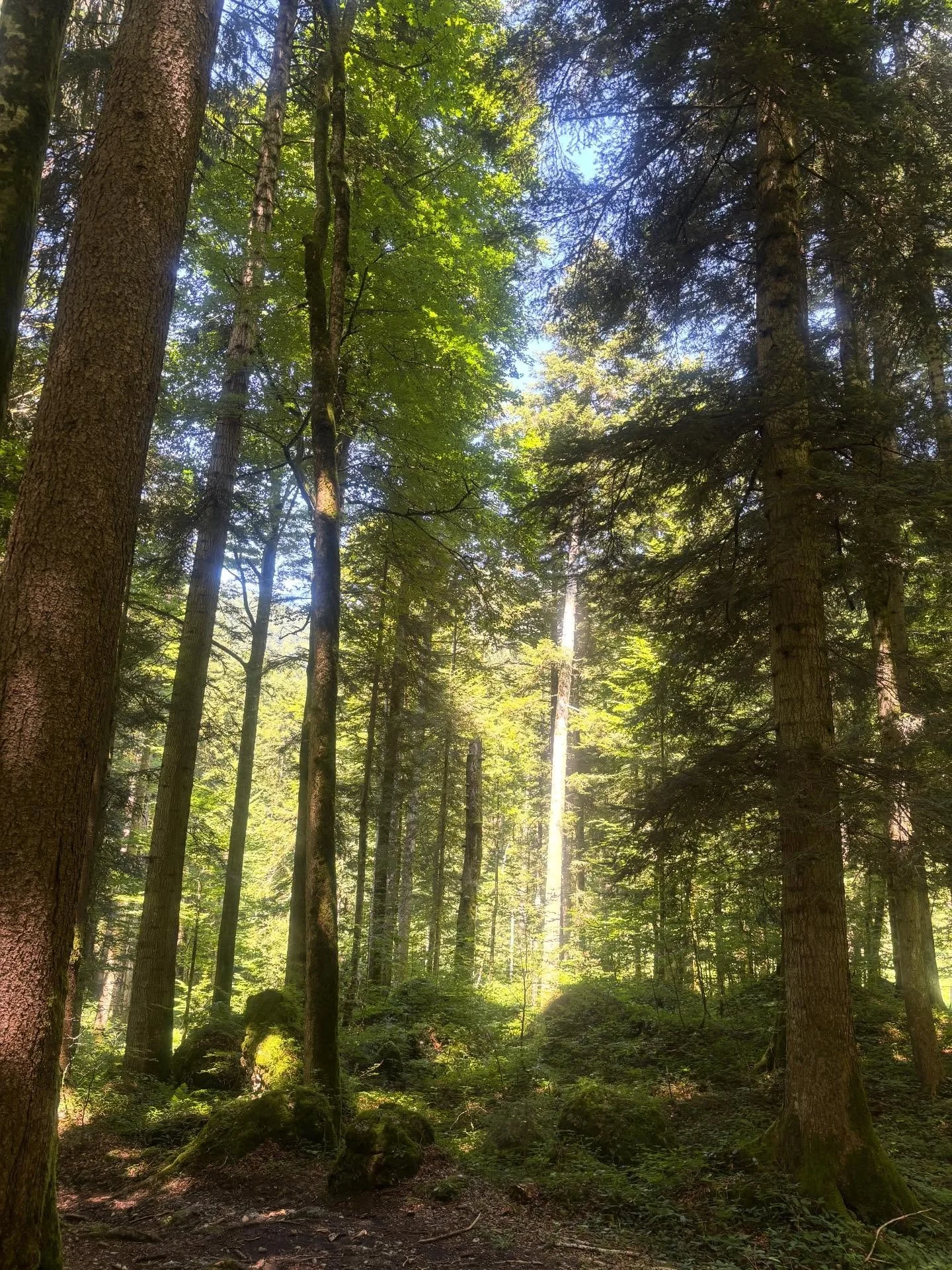 🌿Kleine Auszeit gef&auml;llig?

Manchmal braucht es nicht viel, frische Bergluft, eine sch&ouml;ne Wanderung und danach eine gem&uuml;tliche Einkehr mit gutem Essen. 🍽️