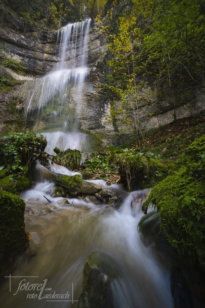fotorel_Wald_255