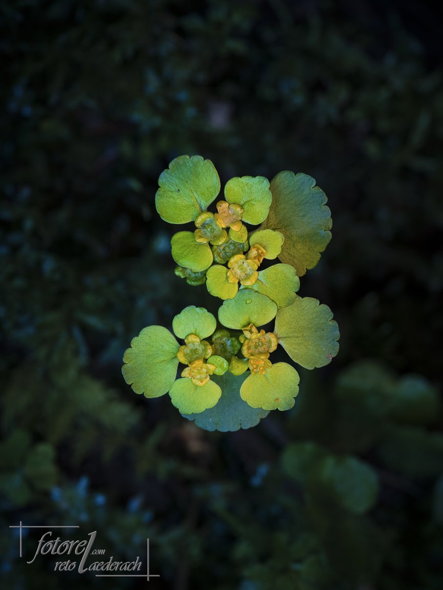 fotorel_Detail_227