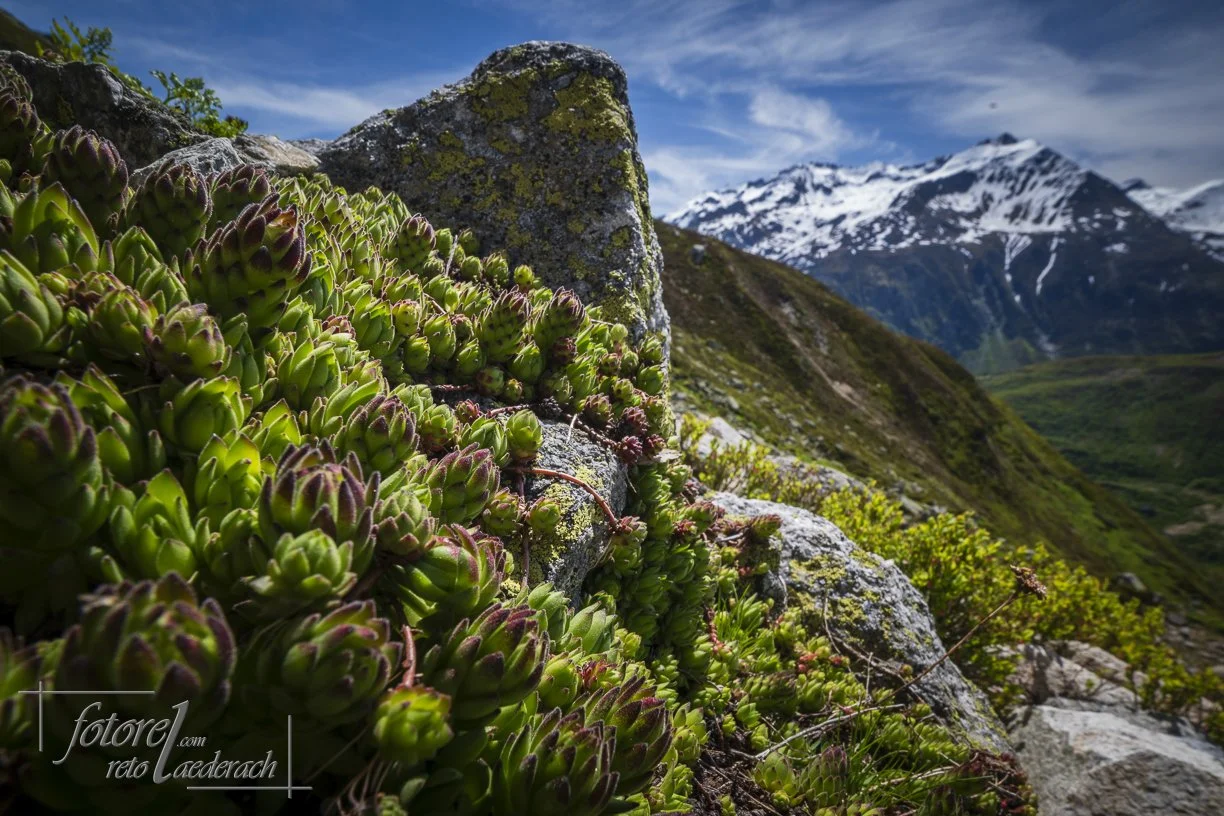 fotorel_Bergewelt_226