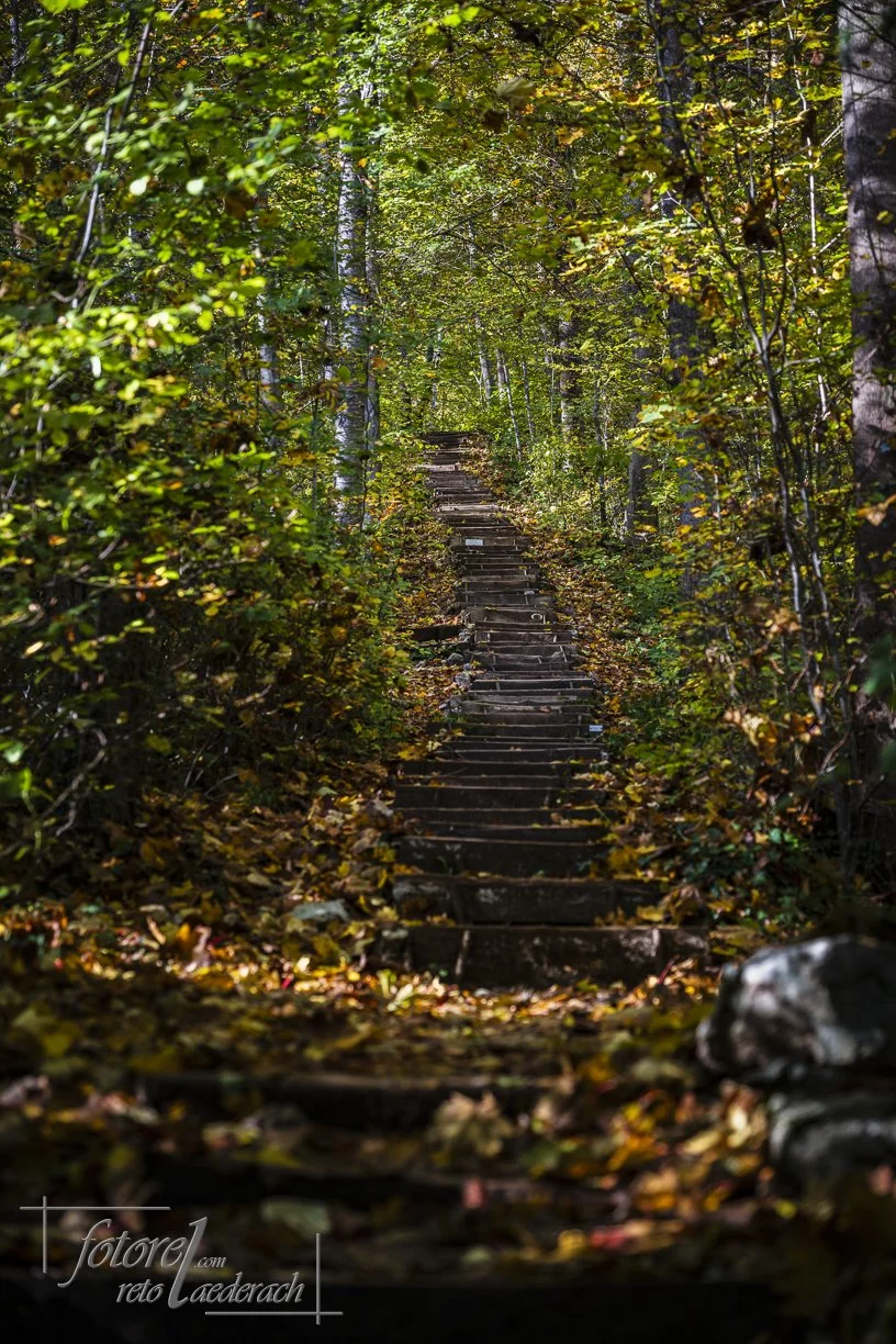 fotorel_Wald_258