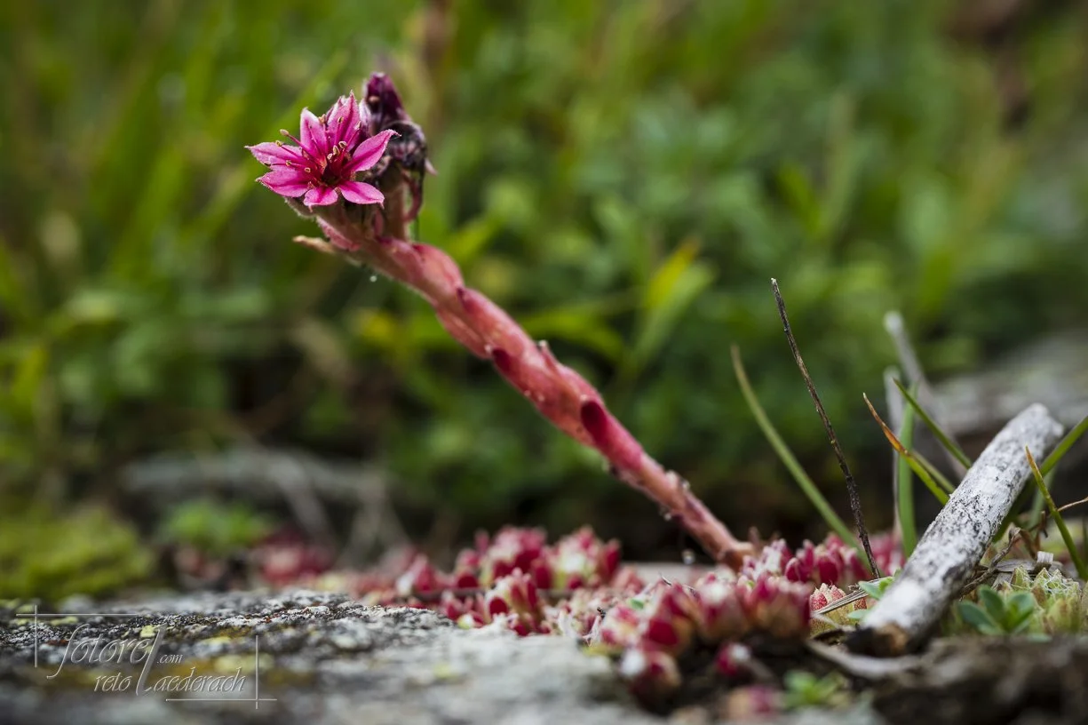 fotorel_Detail_237