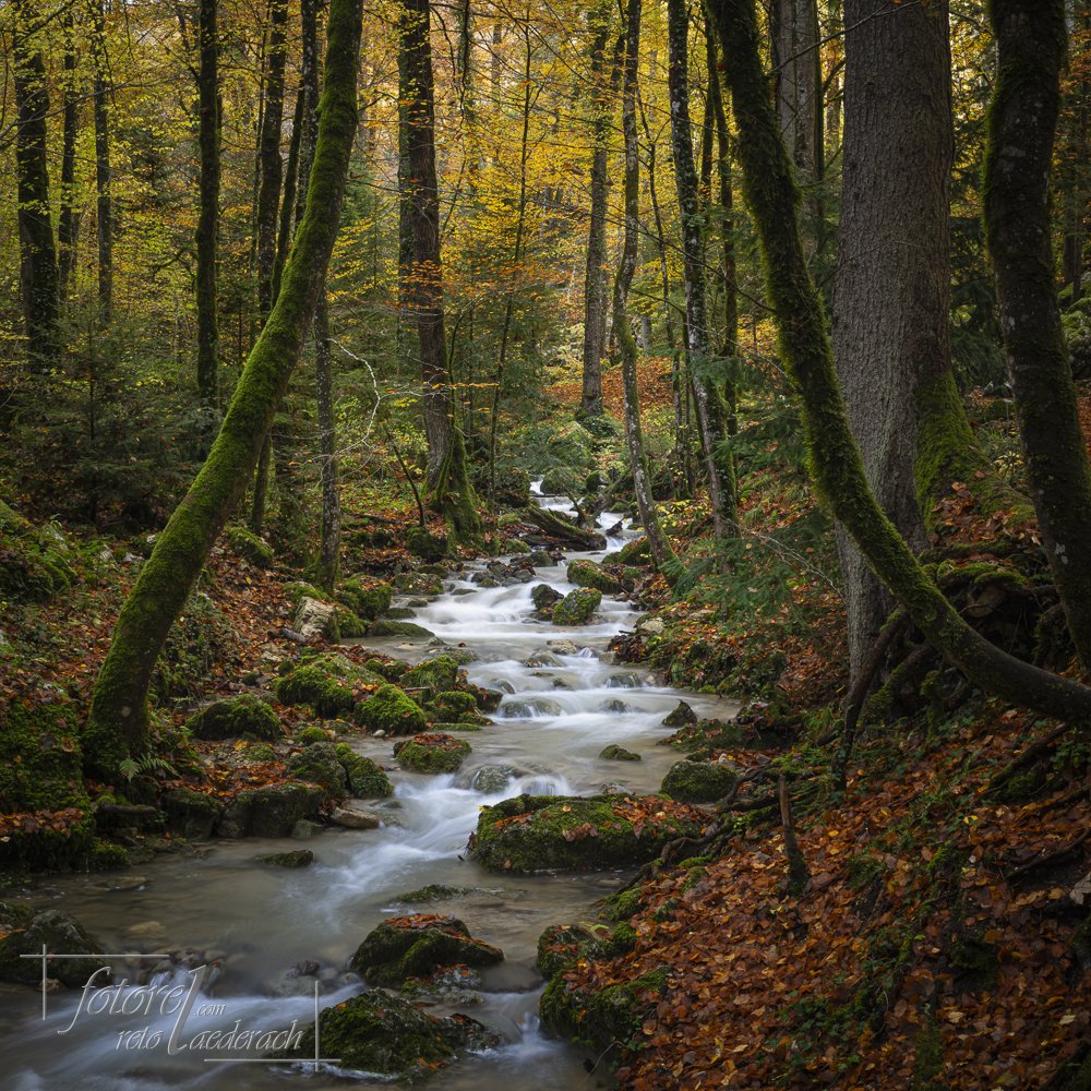 fotorel_Wald_257