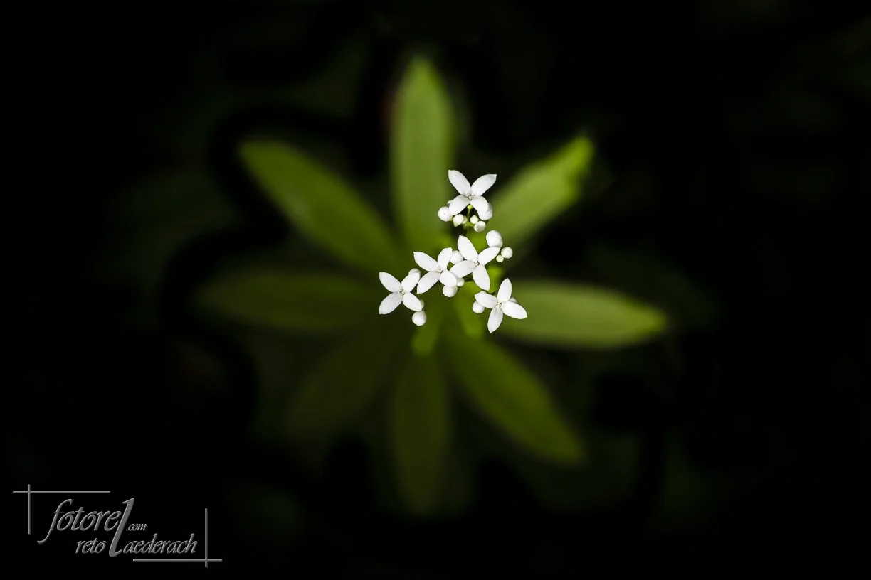 fotorel_Detail_234