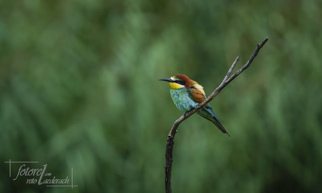 fotorel_Tiere_240